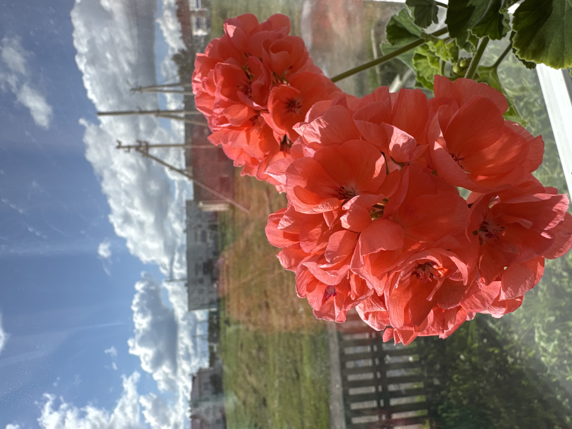 A close-up shot focuses on two clusters of bright salmon-pink geranium flowers in the foreground. The flowers are in full bloom, with delicate, ruffled petals. Behind the flowers, a slightly out-of-focus background reveals a view through a window. The sky is a vibrant blue, dotted with fluffy white clouds. In the middle ground, a wooden fence runs horizontally across the frame, separating a patch of green grass from a graded dirt path. Beyond the fence and path, there are buildings with flat roofs, suggesting a residential or industrial area. Several utility poles with visible wires are also scattered across the landscape. The overall impression is a sunny day in a semi-urban or rural setting, possibly Mursalimkino, Russia, with the vibrant flowers offering a stark contrast to the more muted tones of the background.