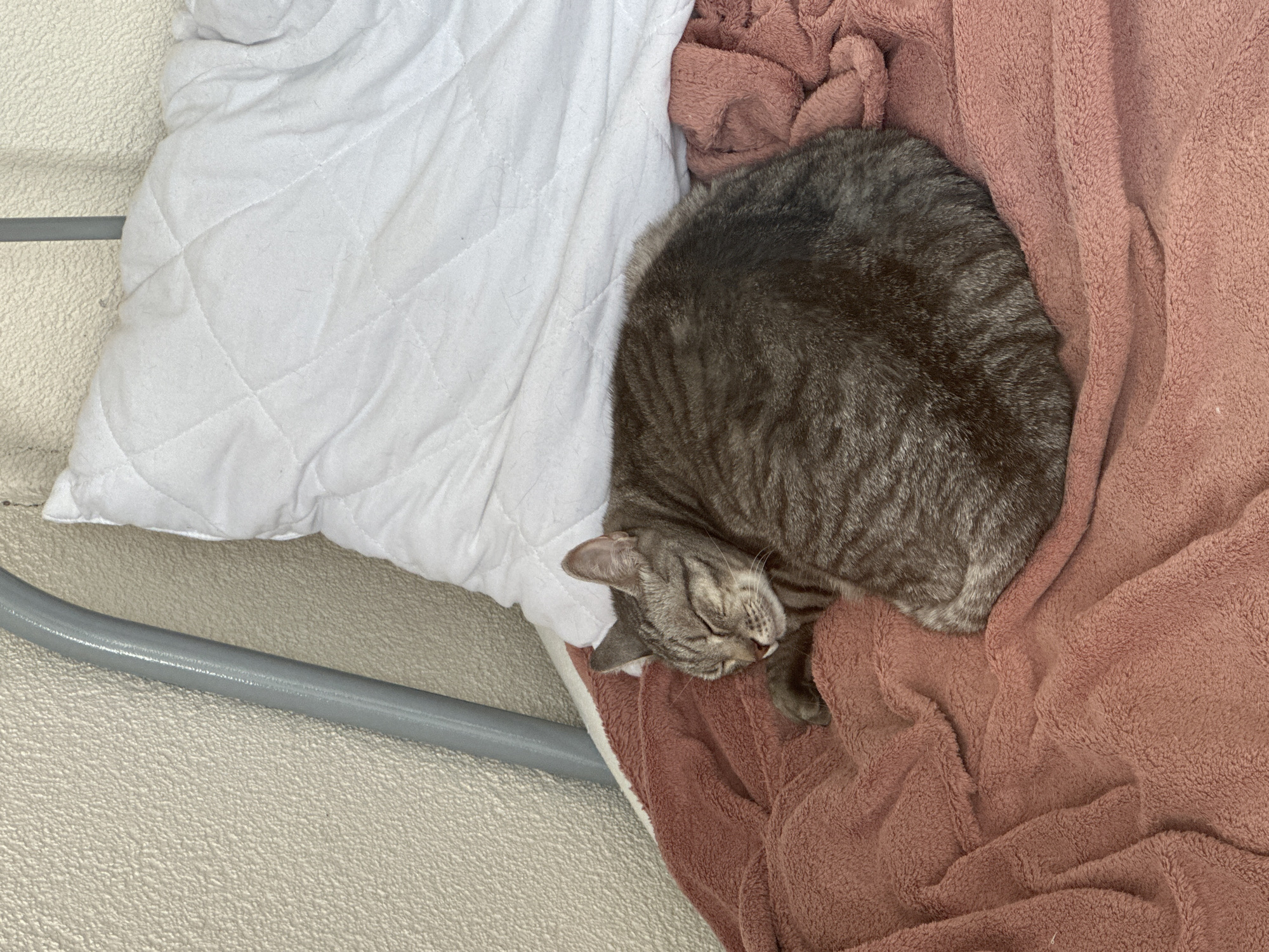 The image depicts a domestic short-haired tabby cat sleeping on a rose-colored blanket. The cat is curled up on its side with its eyes closed, appearing to be in a deep sleep. The blanket is soft and textured, with visible folds and wrinkles. Behind the cat, a white quilted pillow is partially visible. To the left of the cat and blanket, a grey metal bed frame and a textured beige wall are present. The overall scene suggests a comfortable and tranquil domestic setting. There is no indication that this scene is located in Murino, Russia, or any specific city.