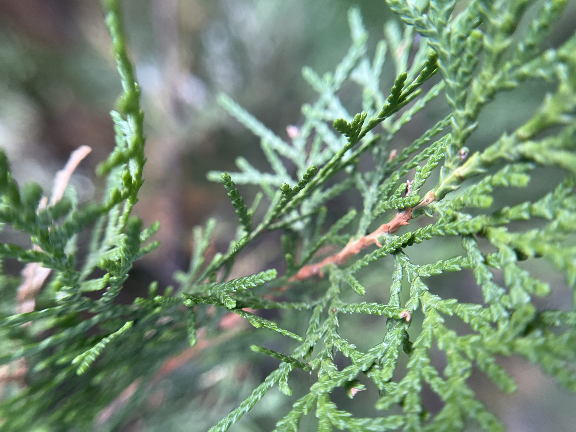 This media file is a close-up, macro photograph of green cedar branches. The image focuses on the intricate details of the foliage, with individual needles and small branchlets clearly visible. The shallow depth of field blurs the background, which appears to be more of the same cedar foliage and possibly some dry leaves or twigs, creating a soft, natural backdrop. There are no people, objects, or discernible text in the image. The lighting suggests it might be daytime, but the specific time and weather conditions are not evident. The setting is a natural environment, likely a garden or a wooded area, consistent with the location context of Mailuu-Suu City, Kyrgyzstan, known for its natural landscapes. The image captures the texture and form of the cedar branches, highlighting the organic beauty of the plant.