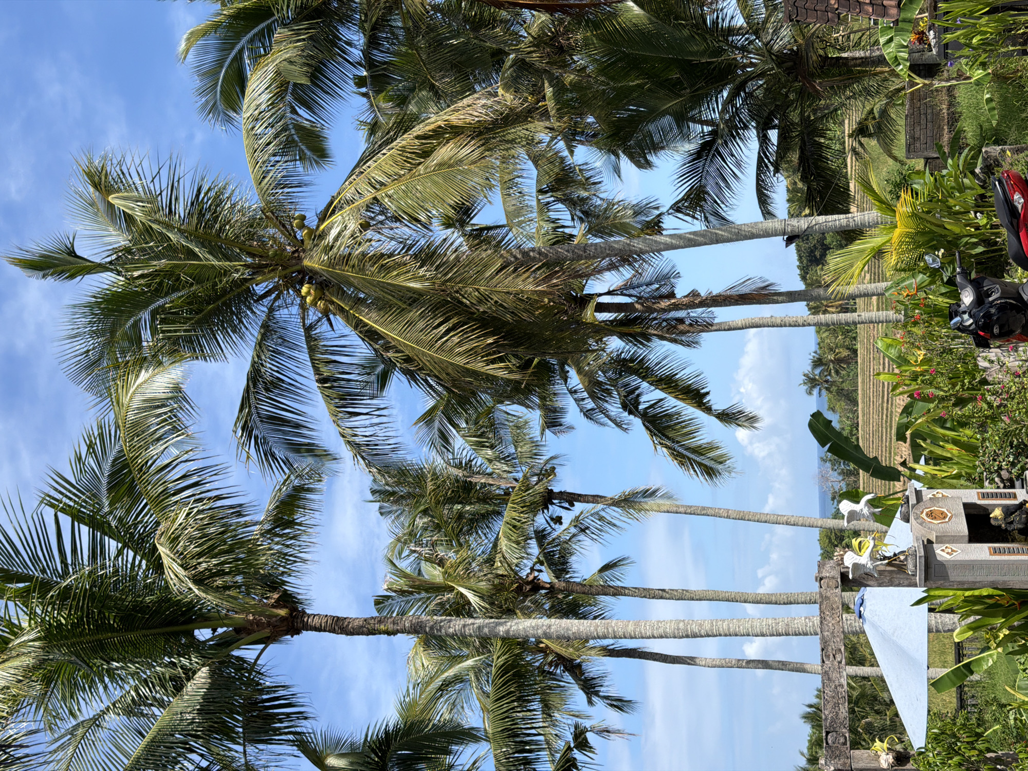 The image captures a scene in Selemadeg Timur, Indonesia. The foreground is dominated by a row of tall coconut trees with green fronds and visible coconuts against a blue sky with wispy clouds. The trees extend into the midground. To the right of the frame, there is lush green vegetation and what appears to be a motorcycle. Further in the background, rice paddies are visible. Additionally, there are structures, possibly a small temple, with white bird statues and carved ornamentation. The overall impression is a tropical landscape with both natural and cultural elements.