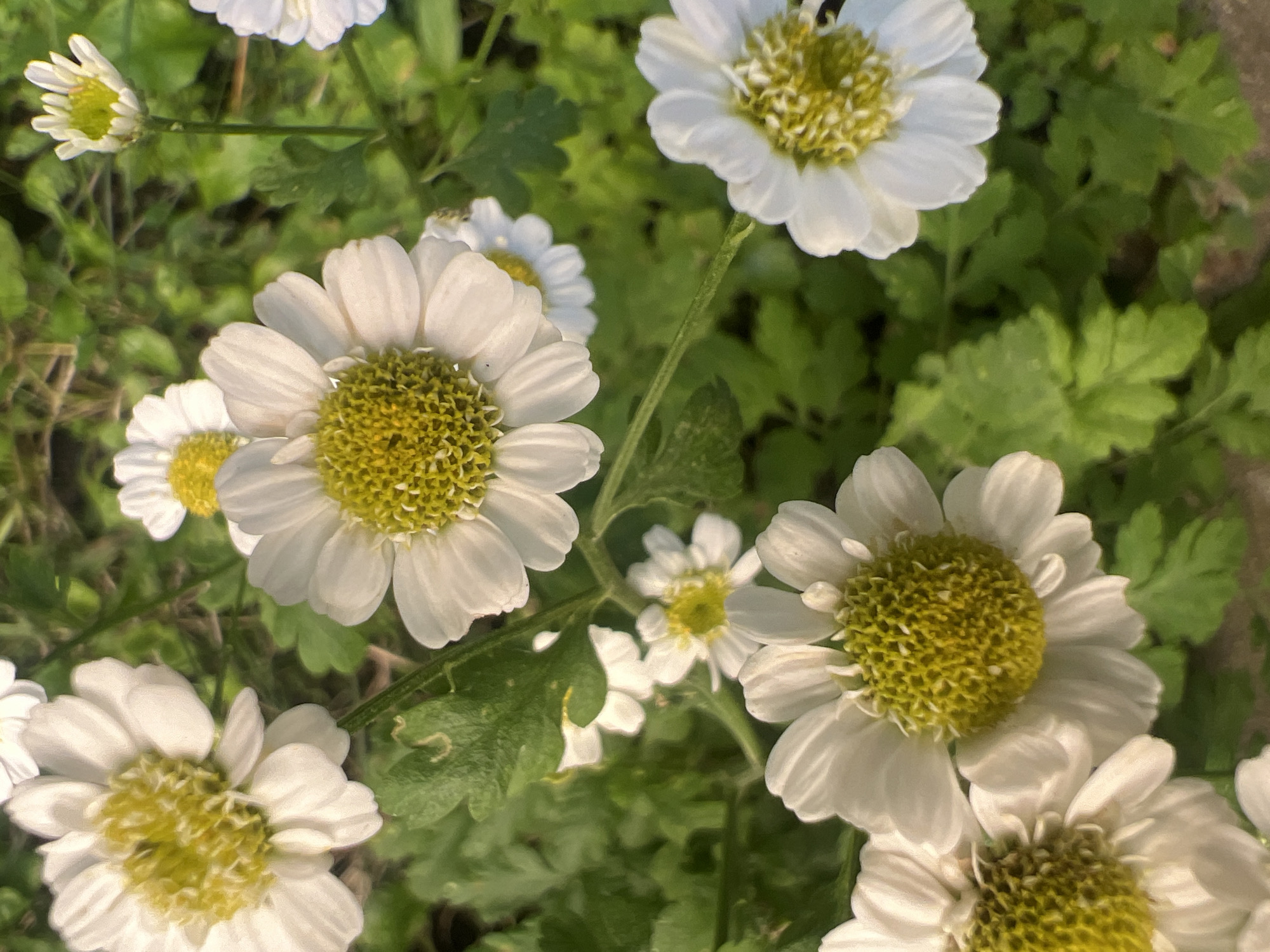 The image shows a close-up, top-down view of several white daisy-like flowers with yellow centers, interspersed with green foliage. The flowers appear to be in various stages of bloom, with some fully open and others partially closed. The lighting suggests it is daytime, and the overall impression is one of nature in bloom. There is no indication of the location being in Moscow, Russia, or any other specific urban environment. The image is purely a botanical subject.