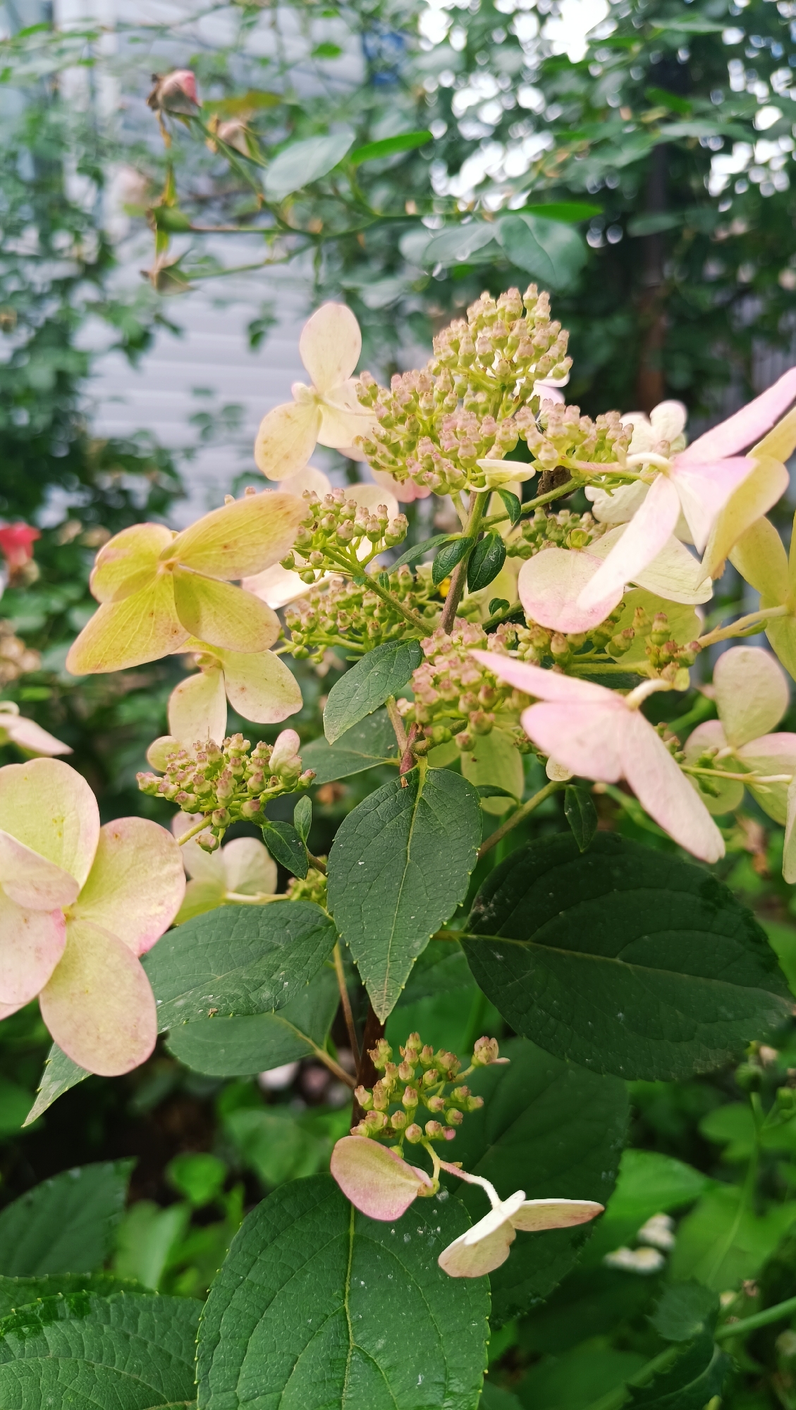 A close-up shot focuses on a flowering plant with pale pink and yellow blossoms and green leaves. The blossoms are small and clustered, with some larger, individual petals visible. The leaves are broad and veined, with a slightly textured surface. The background is blurred, suggesting a garden setting with hints of other foliage and a pale structure, possibly a fence or building. There are no people or animals present. The image appears to be taken outdoors in natural light. The specific location within the city of Karsha, Russia cannot be determined from the visual information provided in the image.