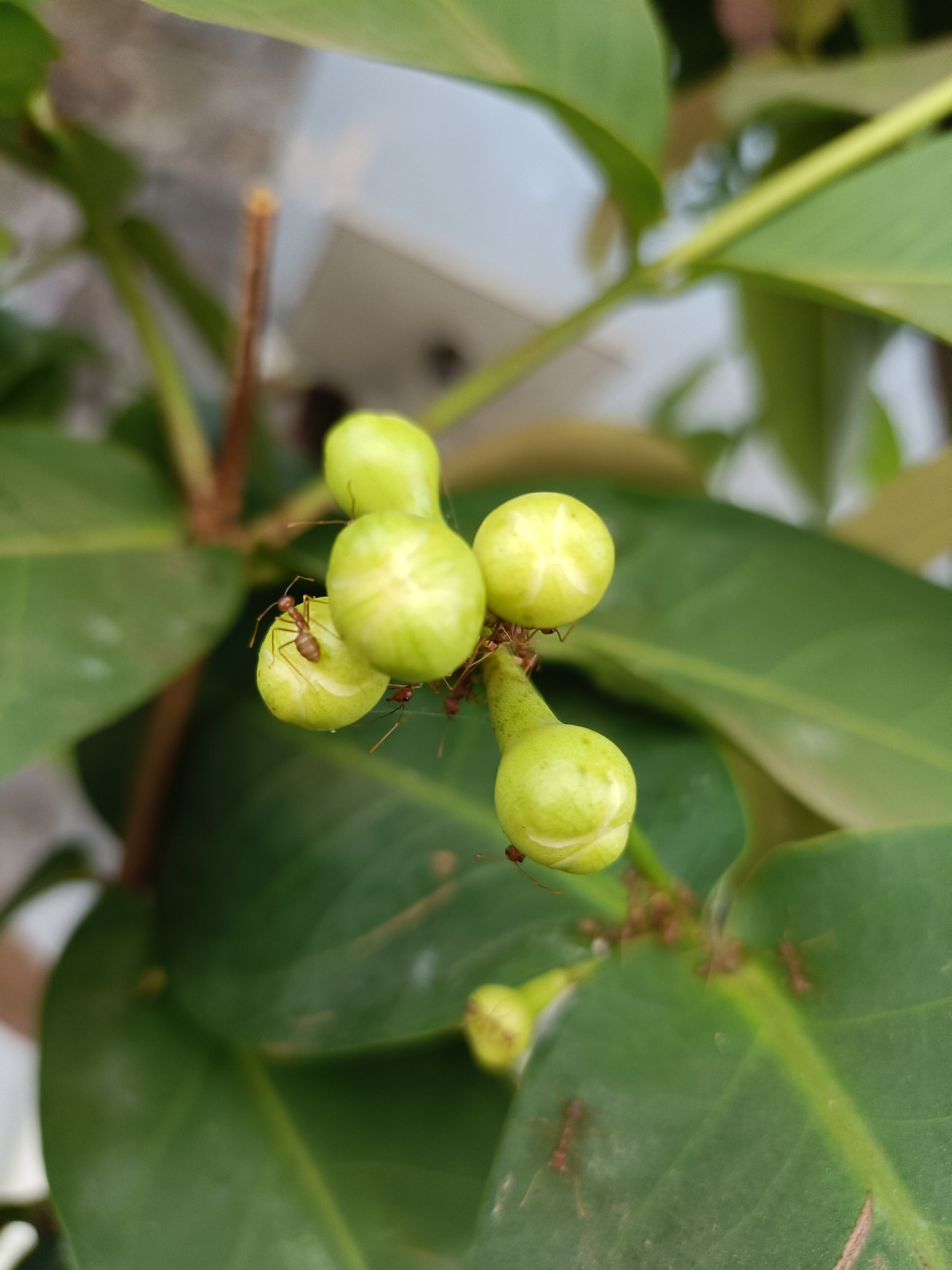 In Kediri City, Indonesia, a close-up, slightly blurred photograph captures a cluster of small, light green, pear-shaped fruits, likely from a Java apple tree, on a stem surrounded by dark green leaves. Several red ants are visible, actively crawling on and around the fruits, with one ant prominently positioned on the central fruit. The background is out of focus, showing hints of a light-colored wall and other greenery. The lighting suggests it is daytime, possibly overcast.