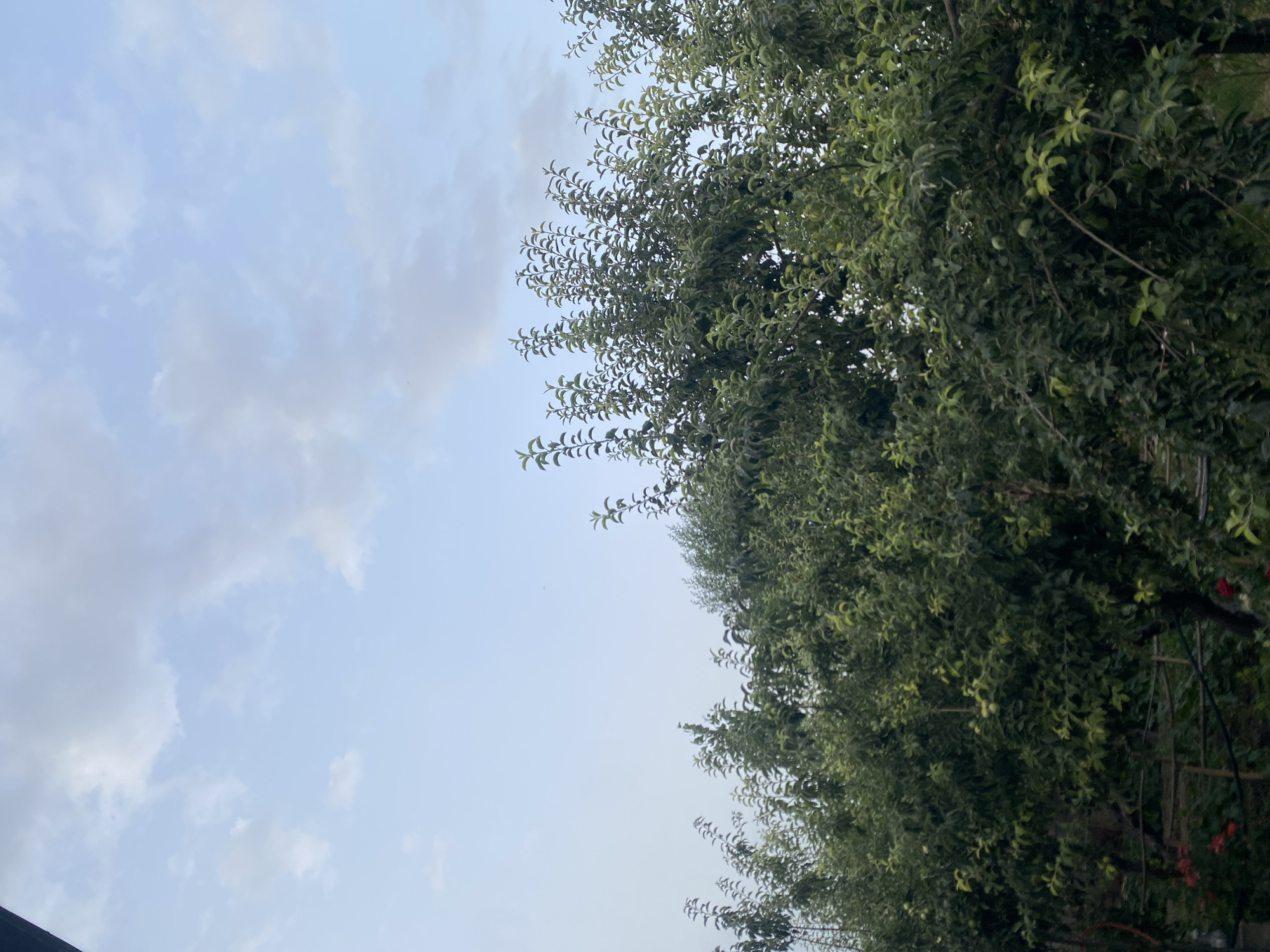 The image displays a natural scene with a focus on a dense, leafy tree on the right side, stretching across the frame. The tree's foliage is predominantly green, with some lighter green leaves visible, suggesting it might be an fruit-bearing tree, as a few small green fruits are discernible. Branches are intertwined, creating a rich texture. On the left, a pale blue sky is visible, dotted with wispy white clouds. The lighting suggests it is either early morning or late afternoon, with a soft, diffused light. The overall setting appears to be outdoors in a temperate climate, likely a garden or park, given the presence of the tree and hints of other vegetation and possibly garden structures further back on the right. There are no people or explicit objects other than the tree and sky. The scene evokes a sense of tranquility and natural beauty. The location context indicates Боғистон, Tajikistan.