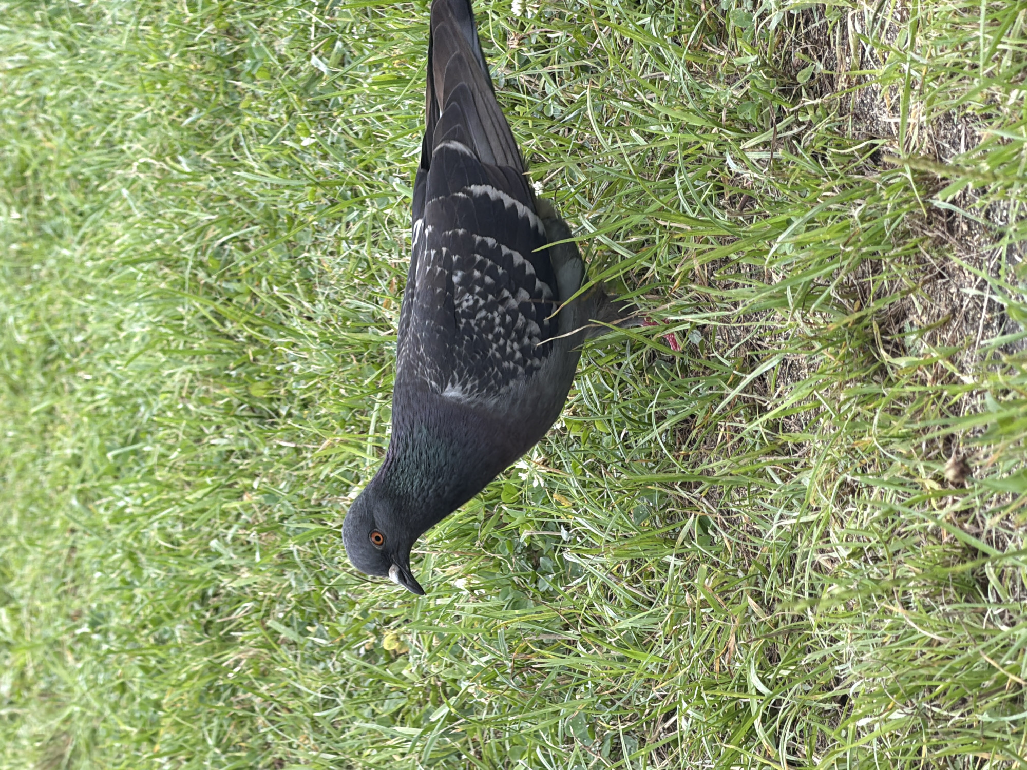 A pigeon stands in the grass, its dark gray and iridescent plumage visible. The bird's head is turned to the left, its orange eye sharp. The background is filled with lush green grass, with some patches of bare earth visible beneath. The image appears to be taken outdoors, likely in a park or urban green space. There is no indication of the city of Zarechny, Russia.