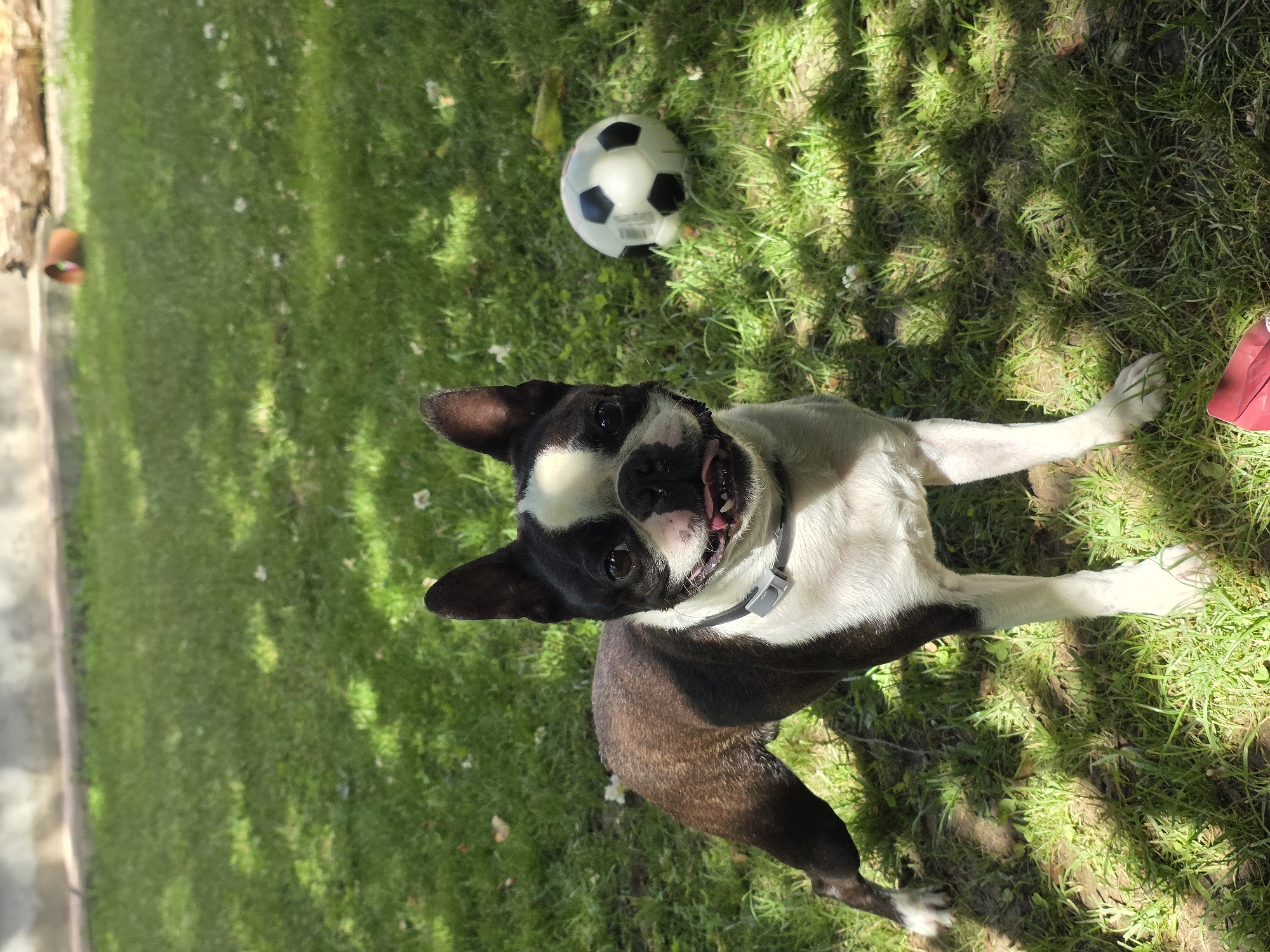 A Boston Terrier dog stands on a grassy lawn in Voluntari, Romania. The dog is black and white with erect ears and a pink tongue visible as it pants. It wears a gray collar. A white and black soccer ball rests on the grass to the right of the dog. The lawn is illuminated by dappled sunlight and scattered white blossoms. In the background, a light-colored wall and a fallen tree trunk are visible. A red object, possibly a toy or bag, is partially visible in the lower right corner of the image.