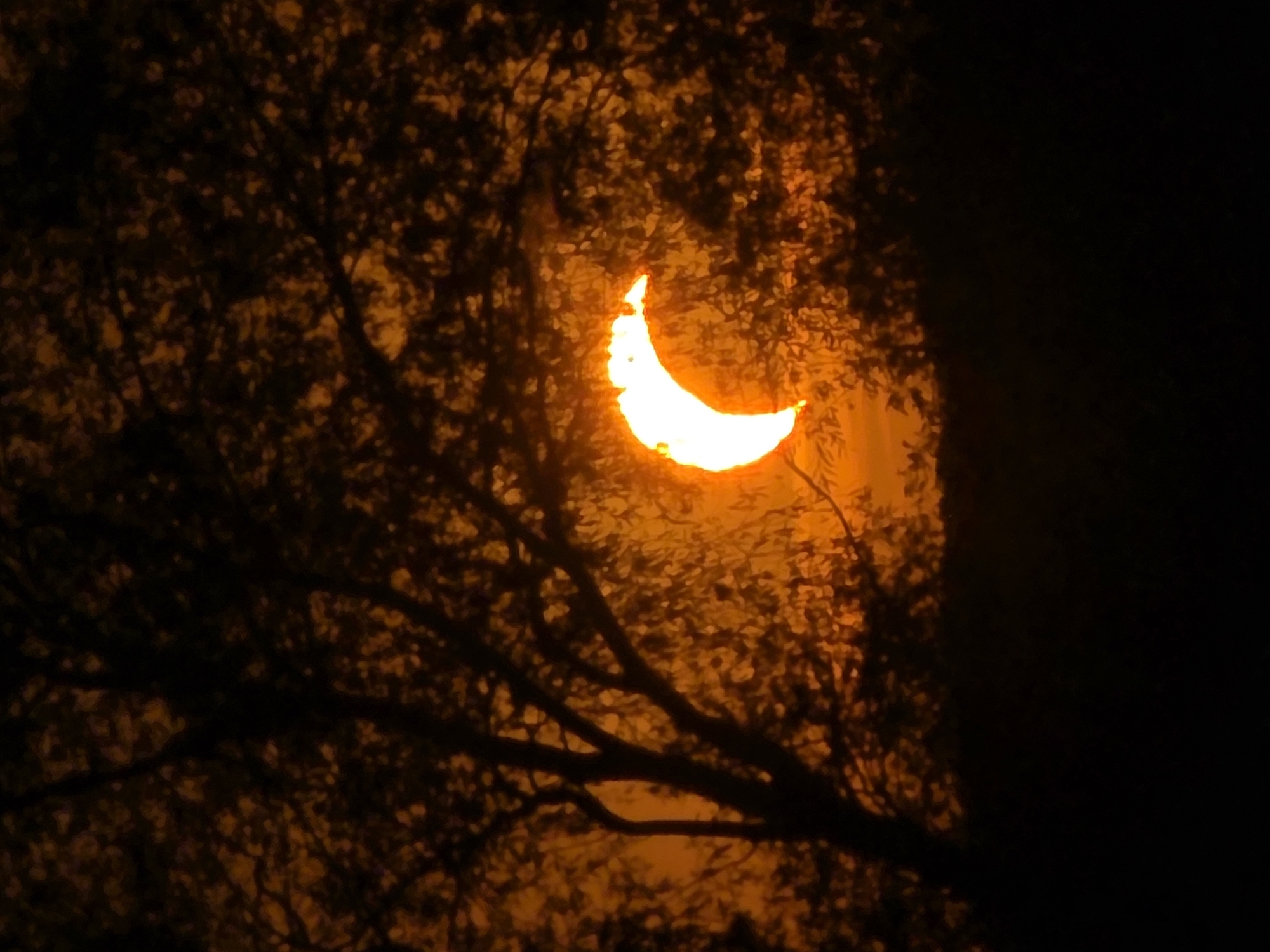 The image depicts a solar eclipse occurring at sunset, as indicated by the crescent-shaped sun peeking through the silhouette of trees. The scene is set against an orange sky, with dark branches and foliage framing the celestial event. The lower portion of the image is entirely black, suggesting the presence of a dark foreground, possibly a shadow or the ground. There are no people, animals, or man-made objects visible in the frame. The image captures a natural phenomenon in a serene, arboreal environment.