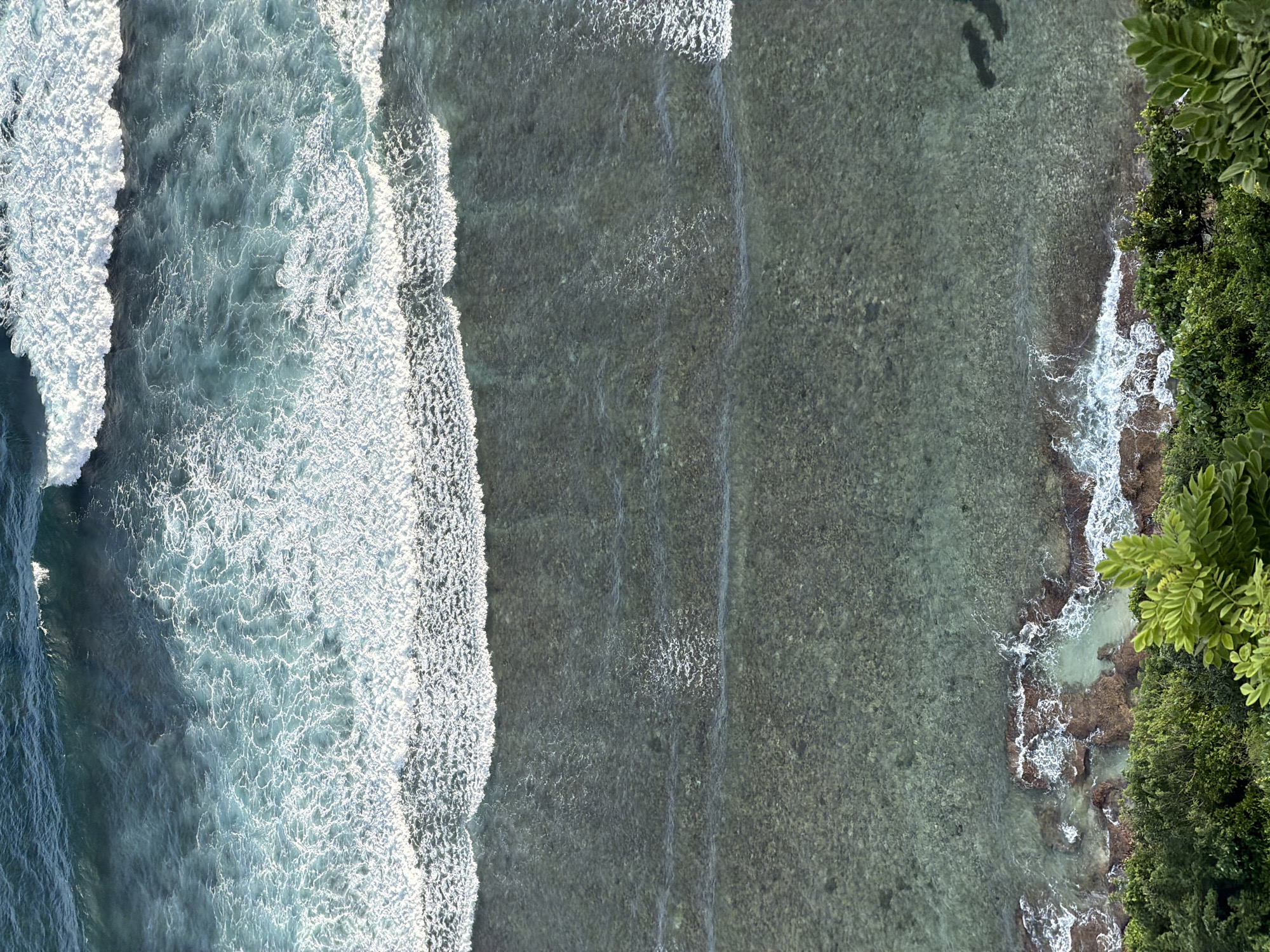 This aerial shot, possibly taken by drone, depicts the shoreline of Pecatu, Indonesia. The image is divided into three distinct sections: the ocean, the shallow reef area, and the coast, with each section varying in size and coloration.
On the left side of the frame, the ocean exhibits a deep blue-grey hue and features visible waves with white foam. A line of smaller, foamy waves extends towards the center of the shot.
The central section is characterized by shallow water, revealing the reef below. The seabed is visible as a mottled grey-green surface, revealing rocks and sand.
The right side of the frame is dominated by a lush coastline, covered with dense vegetation. The foliage features different green hues. Part of the shoreline is visible, with a wave breaking on the rocks. The image is taken from directly above, giving a bird's-eye view of the landscape.
