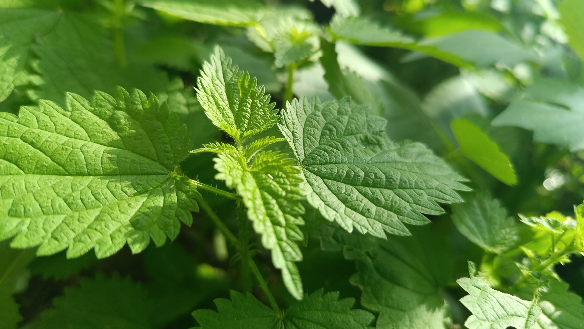 The image is a close-up, macro photograph of green stinging nettle plants in an outdoor environment. The focus is on the textured, serrated leaves of the nettles, which are illuminated by natural sunlight, casting shadows and highlighting the veins and fine hairs on the foliage. The background consists of more blurred green foliage, suggesting a dense growth of plants. There are no people or any man-made objects visible in the frame. The image appears to be taken in a natural setting, possibly a park, garden, or a wild area, with no specific urban features identifiable to pinpoint a location within the city of Karsha, Russia. The overall impression is one of lush, natural growth captured in bright daylight.