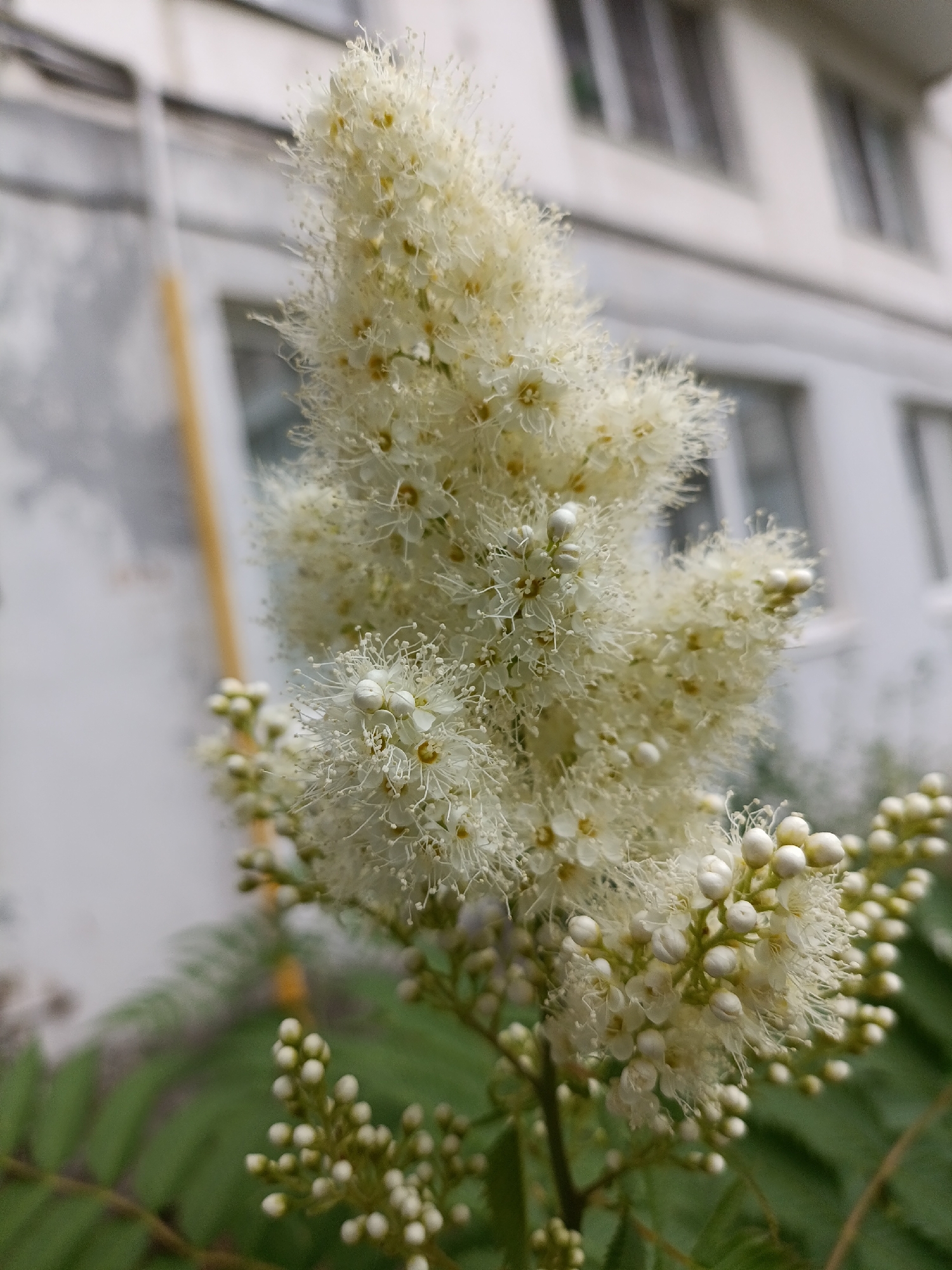 A close-up, slightly tilted shot shows a cluster of small, delicate white flowers with fuzzy stamens, likely a species of Spiraea, in bloom. The flowers are arranged in a pyramidal shape on a branch, with some buds visible. The background is blurred, revealing a pale, multi-story building with visible windows, and some green foliage. A faint yellow pole is visible vertically on the left side of the image. The scene appears to be in an urban environment, possibly a residential area in Chaikovsky, Russia, given the architectural style of the building. No people or animals are present.