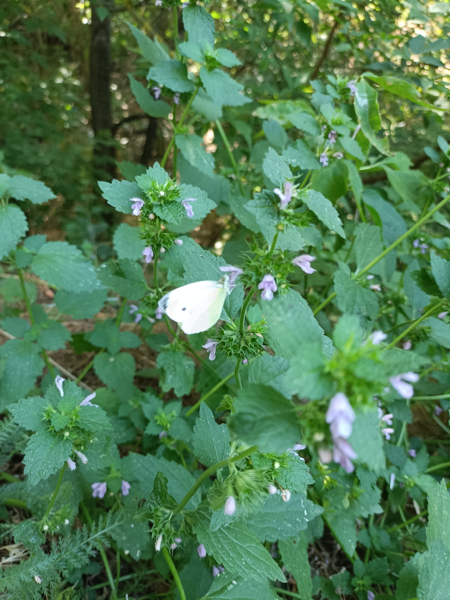 A white butterfly with black markings on its wings rests on a stalk of green plants with small purple flowers. The background is a blurry depiction of trees and foliage, suggesting an outdoor, natural setting. The image does not provide specific information about its location within Bataysk, Russia.