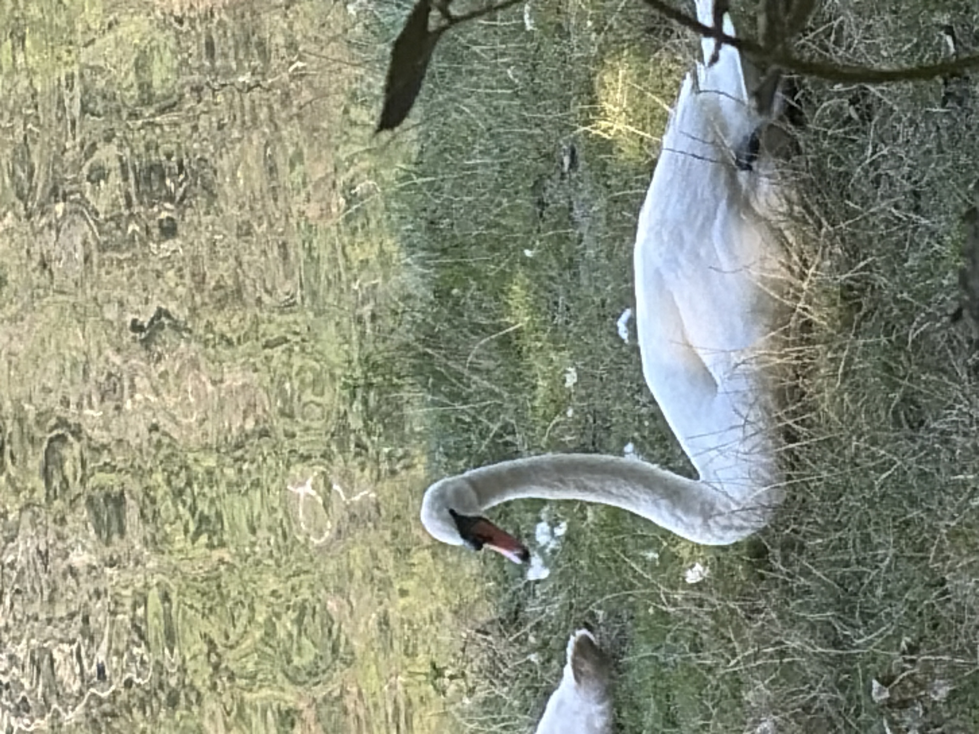 A white swan is resting on grassy ground next to a body of water. The swan's head is turned to the left, and its beak is orange with a black tip. The water in the background has a textured surface, reflecting sunlight and possibly vegetation. Another swan is partially visible to the left of the main subject, also appearing to be resting. The ground is covered in dry grass and some small white flowers. A dark, leafy branch is in the foreground on the right side of the image. The overall impression is a natural outdoor scene.