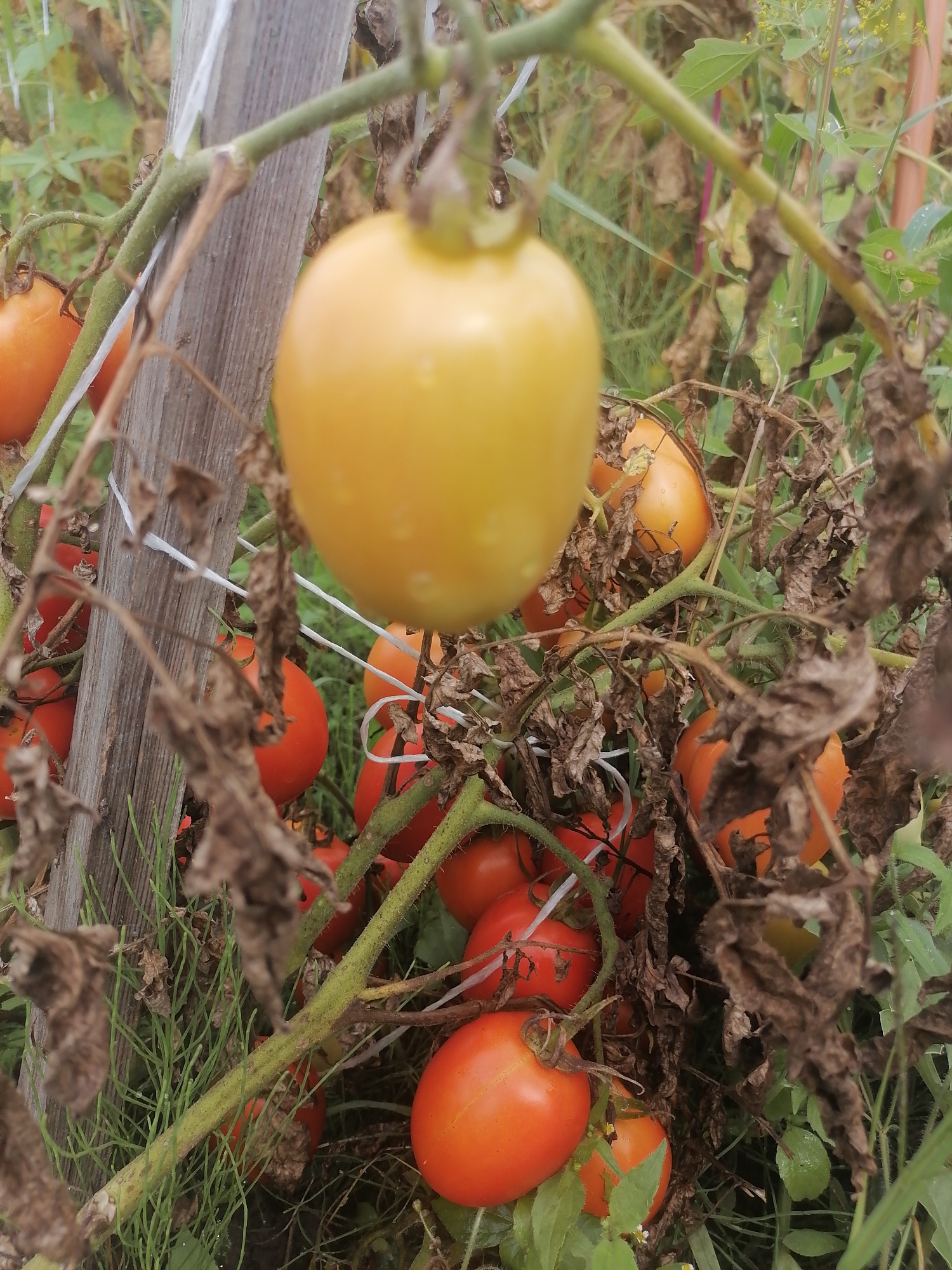 In Novopokrovka, Russia, a cluster of tomatoes grows on a vine supported by a wooden stake and white twine. A large, yellow tomato hangs prominently in the foreground, slightly out of focus. Several red and orange tomatoes are visible throughout the image, some partially obscured by dried leaves and green foliage. The tomatoes are on a plant in an outdoor environment, with a shallow depth of field, suggesting a garden setting.