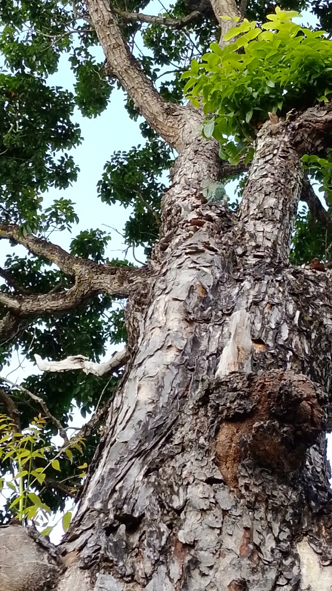 The image presents an upward perspective of a large, mature tree set against a bright, clear blue sky, capturing a natural scene in Tinaquillo, Venezuela. The tree's trunk and major branches dominate the frame, characterized by thick, deeply textured bark in shades of gray and brown, with some lighter, almost white, patches. Lush green foliage is visible on the branches, especially towards the upper parts of the tree, forming a vibrant canopy that frames the sky.
A small, green lizard is subtly perched on the main tree trunk, partially camouflaged against the bark and leaves. Its presence adds a touch of wildlife to the scene. The bright, even lighting suggests it is daytime with fair weather. No people or visible text are present in the image. The focus is entirely on the majestic tree and its natural environment.