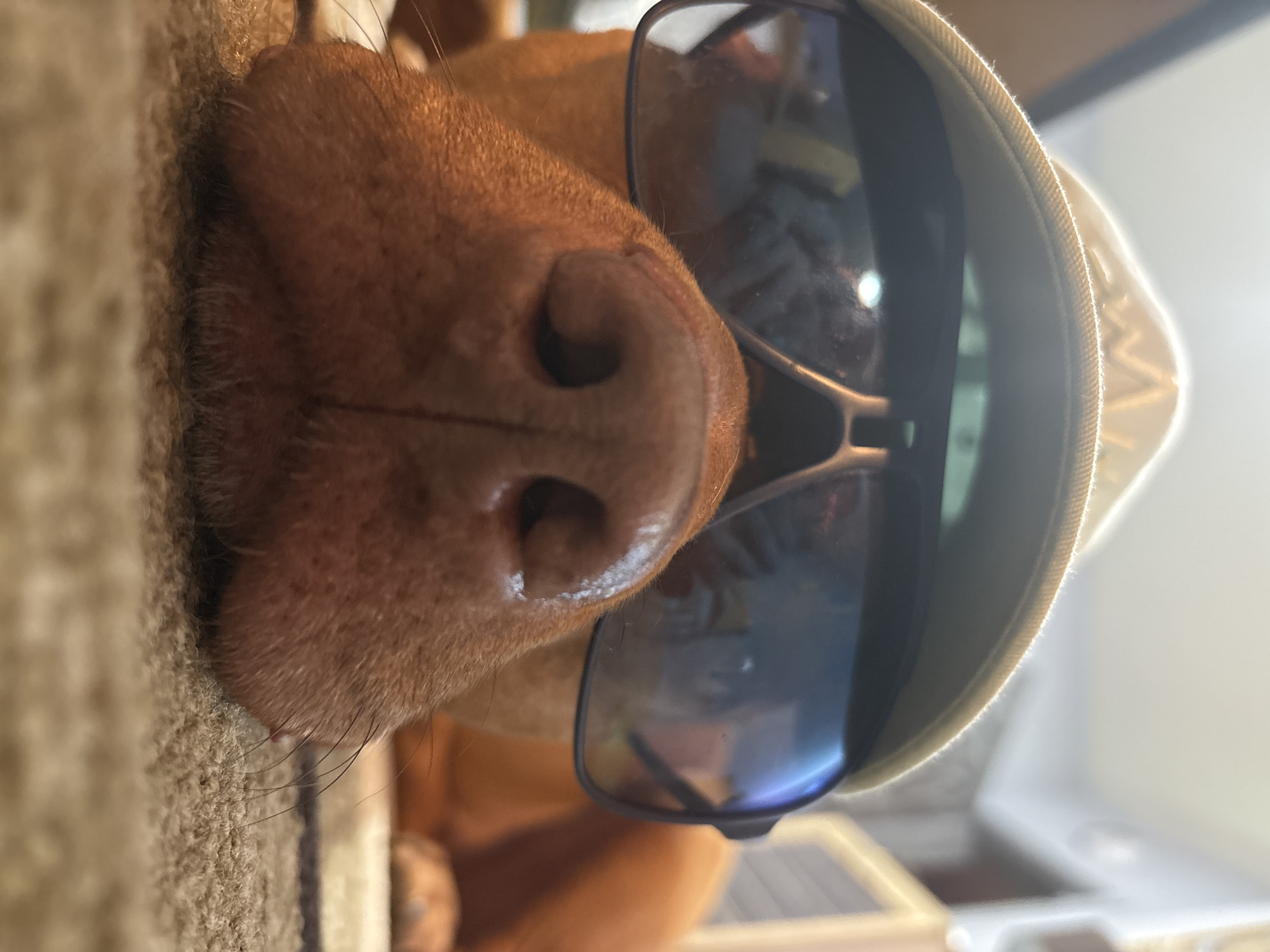 A close-up, vertical shot captures the snout of a reddish-brown dog, possibly a Vizsla, lying down indoors. The dog's wet, dark nose and part of its muzzle are prominent in the foreground, with short, fine fur visible. It is humorously adorned with a pair of dark-lensed sunglasses with a silver or grey frame, positioned over its eyes. Behind the sunglasses, a light-colored, possibly beige or off-white, baseball cap or visor is perched on the dog's head, with its brim extending upwards and to the right.
The dog appears to be resting on a soft, textured surface, likely a carpet or rug, which is visible on the left side of the frame, out of focus. The background is softly blurred but indicates an indoor setting, with bright natural light suggesting it is daytime. Reflections of this light and blurry indoor elements are visible on the surfaces of the sunglasses. The image conveys a playful and humorous tone, focusing on the dog's expression and accessories. No visible text is present in the image.