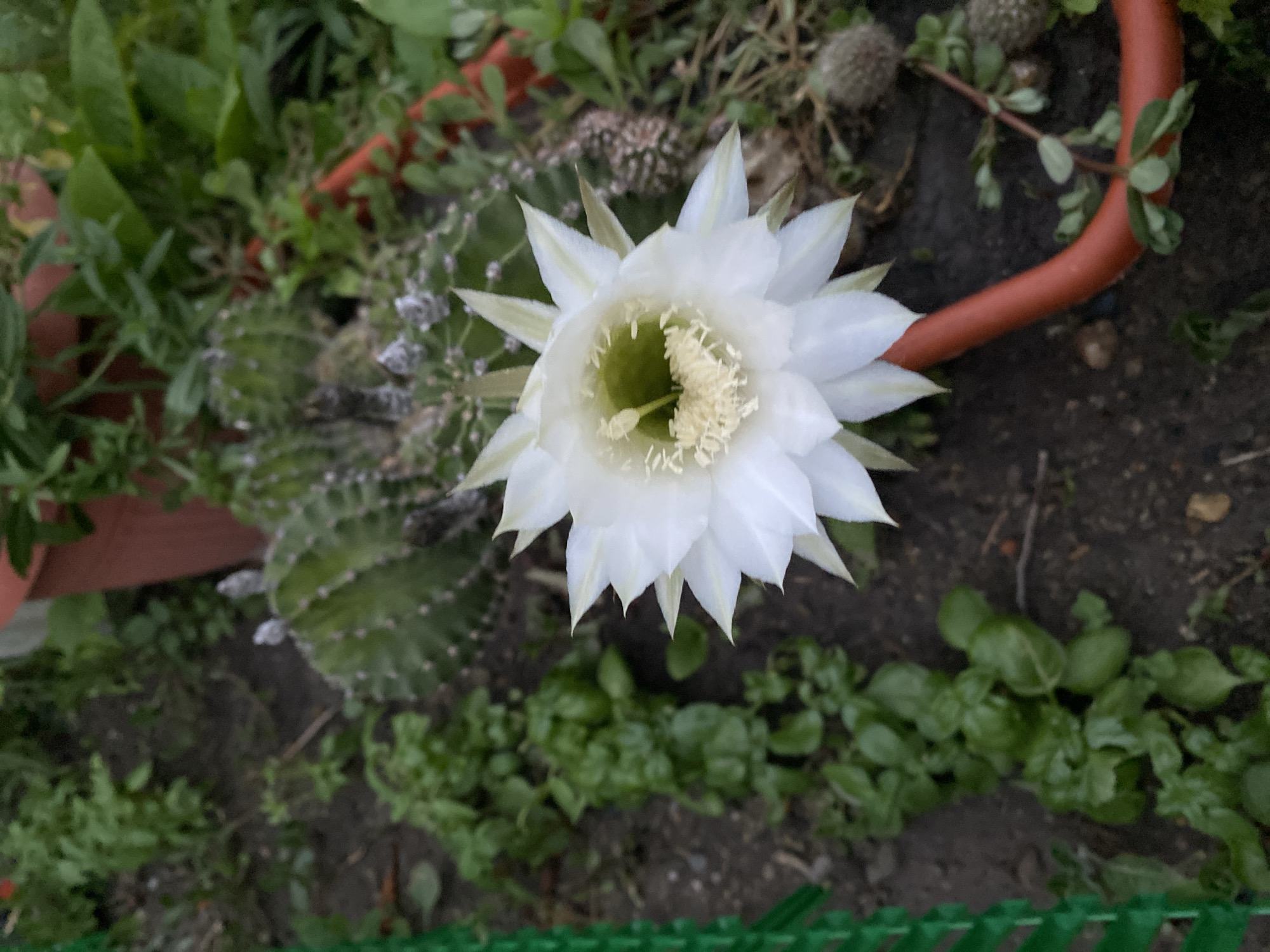 In Oktiabrskaya, Russia, a close-up, high-angle shot captures a blooming white cactus flower with delicate petals and a yellow center. The flower is the primary subject, positioned on the right side of the frame. Surrounding the flower is dark soil with scattered green plants and what appear to be smaller cacti. A bright orange hose snakes across the bottom right of the image. To the left, a portion of a green fence is visible. The background consists of more greenery and what looks like a terracotta pot. The lighting suggests an overcast day.