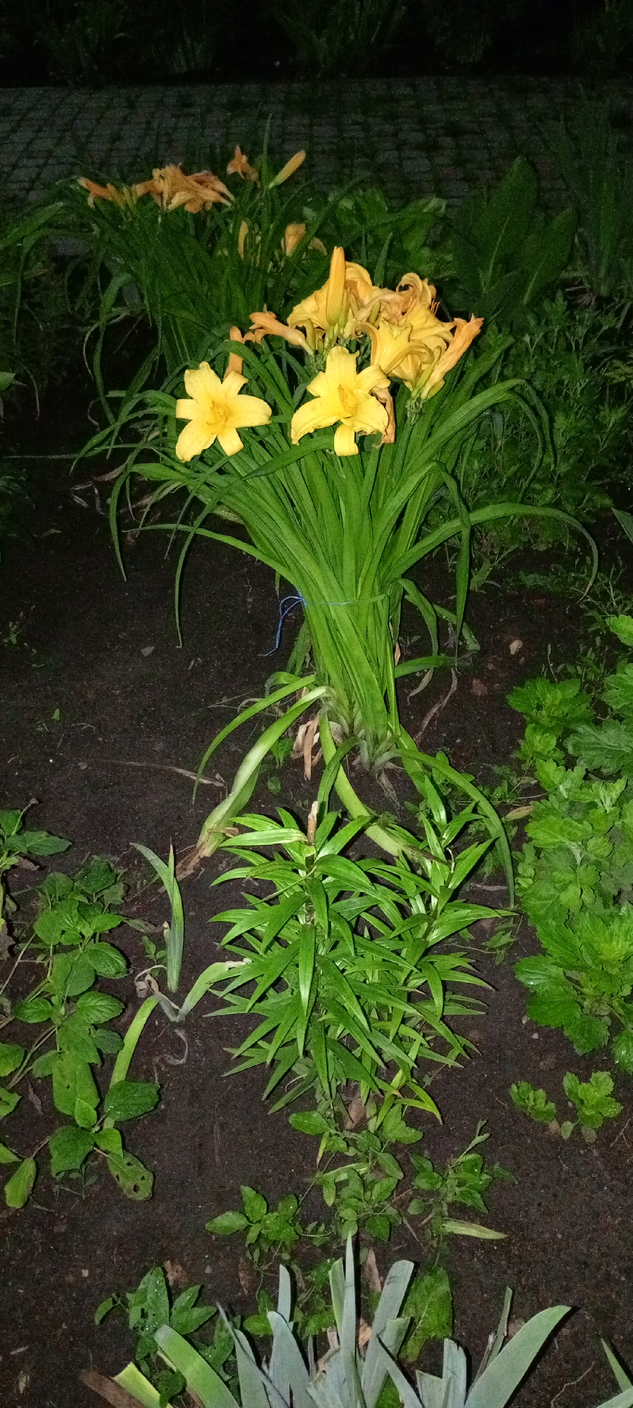 In Kirsanov, Russia, a cluster of vibrant yellow daylilies is the focal point of this image, set against a backdrop of dark, damp soil and lush green foliage. The flowers, some fully bloomed and others in bud, are densely packed, their trumpet-like petals facing upwards. The stems are bound together with a thin blue string, suggesting they have been recently arranged or are part of a garden planting. Surrounding the daylilies, various other green plants and grasses create a natural, somewhat unkempt garden environment. The lighting indicates it is either dusk or nighttime, casting a muted glow on the scene and highlighting the dew or moisture on the leaves and petals. The overall impression is one of natural beauty in a quiet, outdoor setting.