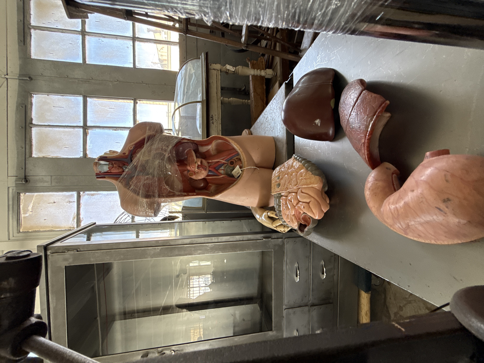 The image shows a collection of anatomical models, likely in an educational or museum setting. The models include a torso with visible internal organs, a liver, a lung, and a stomach. These items are positioned on a grey metal surface. In the background, there is a glass display case, and beyond that, windows with a gridded pattern. The lighting suggests an older building, and the overall impression is one of a vintage classroom or laboratory. The location in the city of New York, United States of America is not evident from the image.