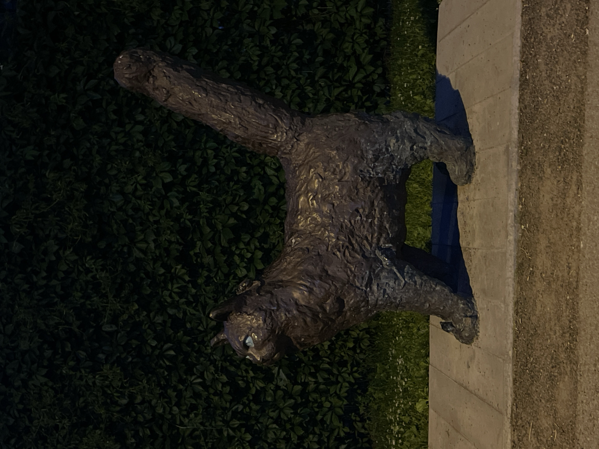 The image depicts a bronze sculpture of a cat standing on a paved walkway. The cat is dark brown and appears to be made of rough, textured material, with bright blue eyes. It is positioned in profile, facing left, with its tail held high and curving upwards. Behind the cat is a dense wall of green foliage, likely ivy, which forms a dark backdrop. The walkway is made of rectangular concrete slabs. In front of the walkway, there is a patch of grass with small white flowers. The ground in the foreground is a gravel path. The lighting suggests it is nighttime or a very dark evening, with artificial light highlighting the sculpture. This sculpture is located in Tallinn, Estonia, specifically on a bench in front of the St. Catherine's Passage (Katariina käik).