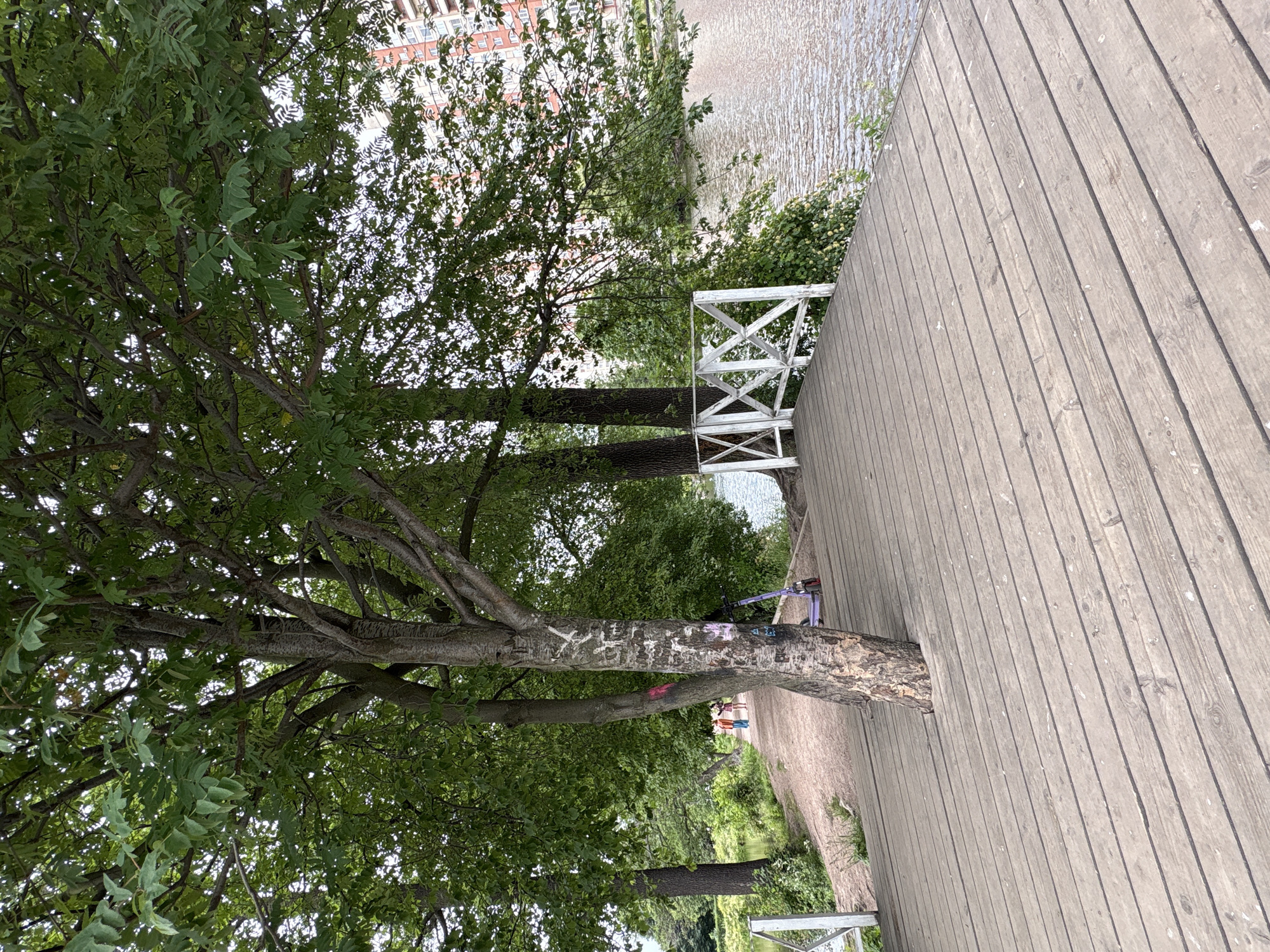 The image depicts a tree with graffiti on its trunk, growing through a wooden deck. The deck runs alongside a body of water, possibly a river or canal, with ripples on its surface. In the background, lush green trees and a building with red brick facades are visible, suggesting an urban park or waterfront area.
A white wooden railing with a decorative criss-cross pattern runs along the edge of the deck, overlooking the water. Further in the distance, several people are walking along a dirt path. Two small figures, possibly children, are visible near the water's edge. On the deck, a purple scooter or toy is lying on its side. The overall scene suggests a pleasant day in a recreational area, possibly a park or embankment, with people enjoying the outdoors. The time of day appears to be daytime, and the weather seems fair, as indicated by the clear sky and the activities of the people. The presence of a building and the mention of Saint Petersburg, Russia, place the scene within an urban environment. The graffiti on the tree trunk, consisting of white and pink markings, is a notable detail.