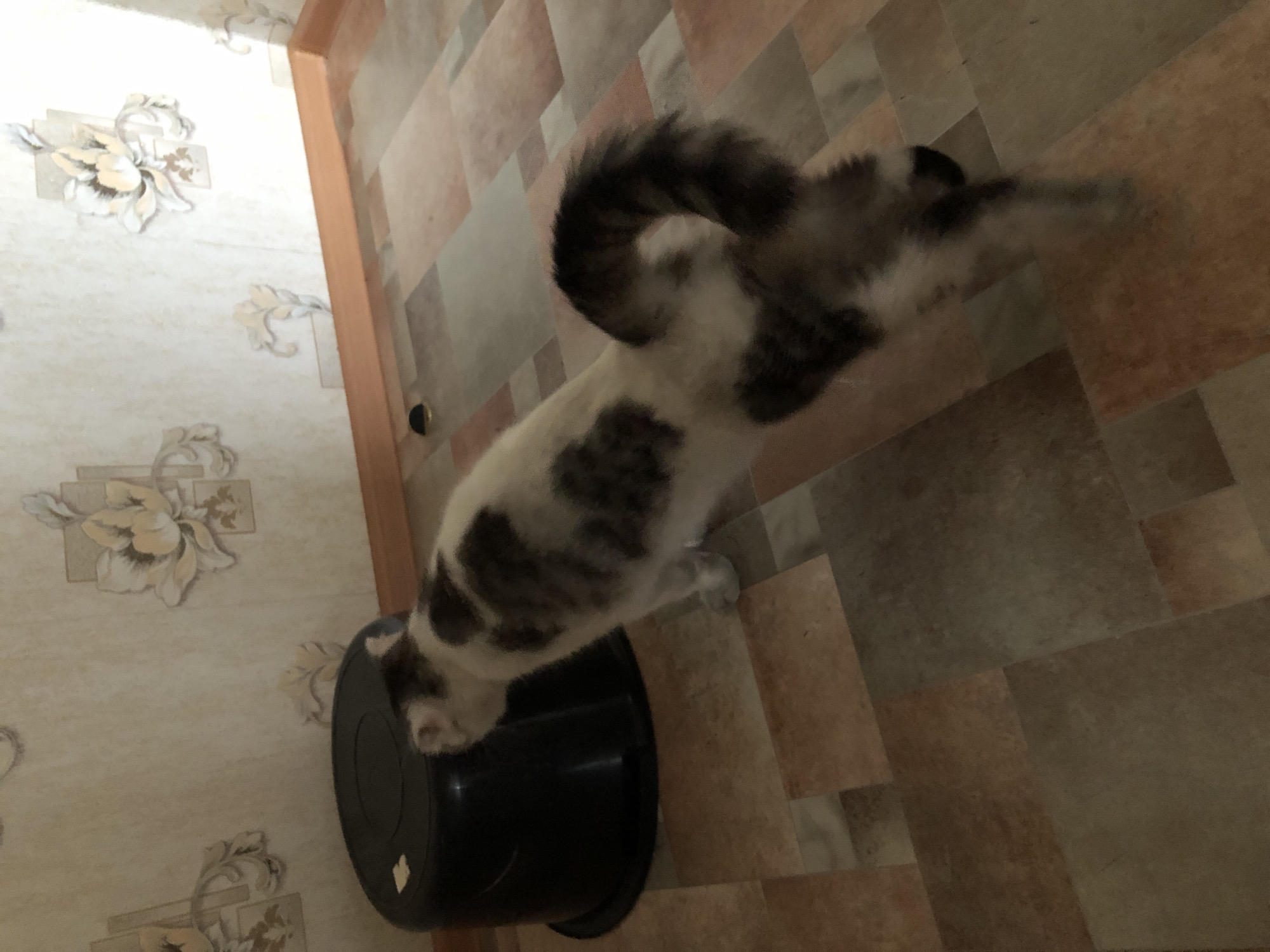 A high-angle shot shows a room in Noviy, Russia, with floral wallpaper visible on the left and a tiled floor with brown and beige square tiles. A white and grey cat stands on a black plastic bin, its tail curled upwards.