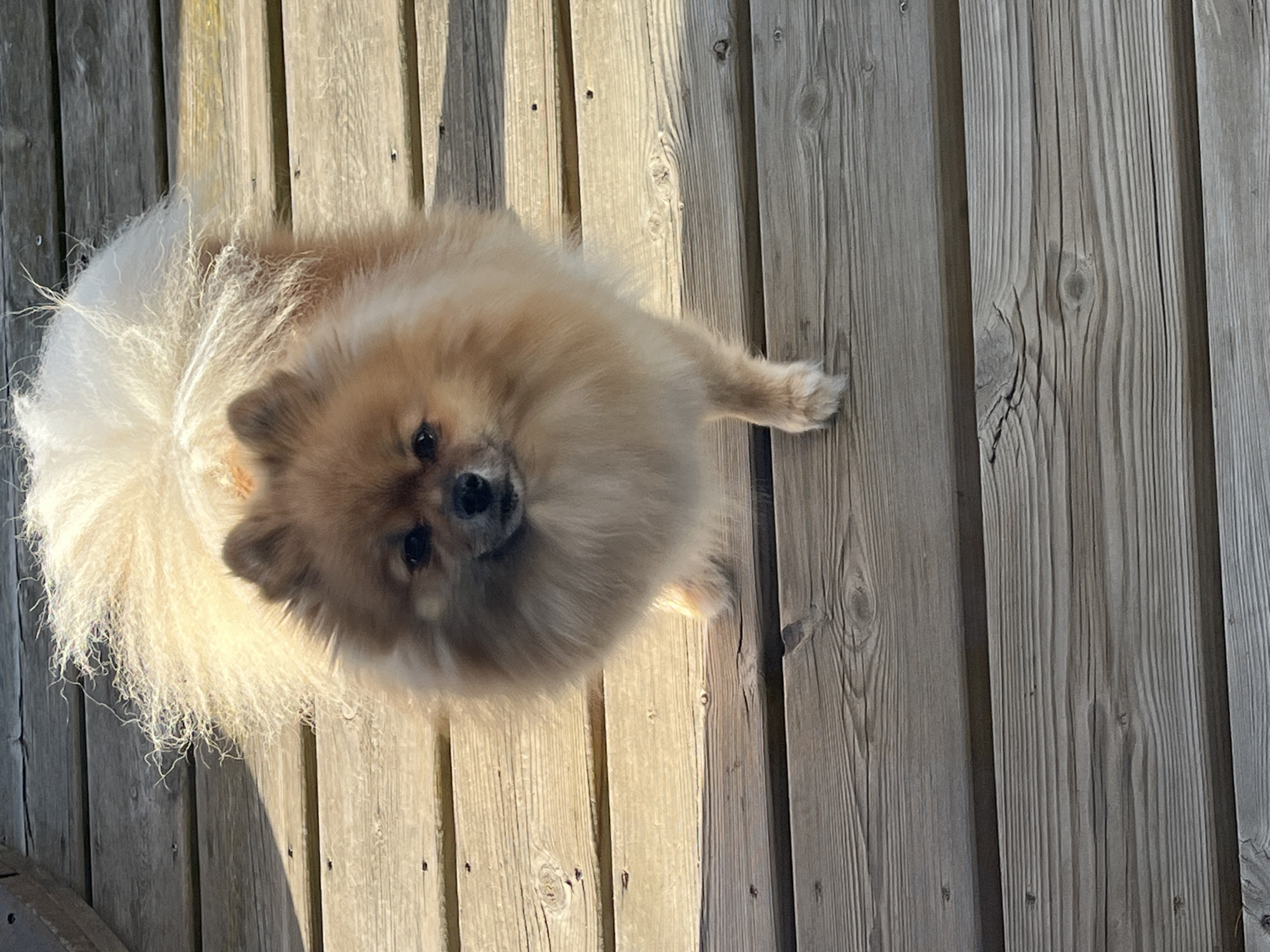 A Pomeranian dog is standing on a weathered wooden deck outdoors. The dog is light brown and tan with a fluffy coat and a bushy tail. It is looking directly at the camera. The deck is made of wooden planks with visible grain and knots. The scene is illuminated by natural sunlight, casting shadows on the deck. There is no visible indication of the location in Chambœuf, France.