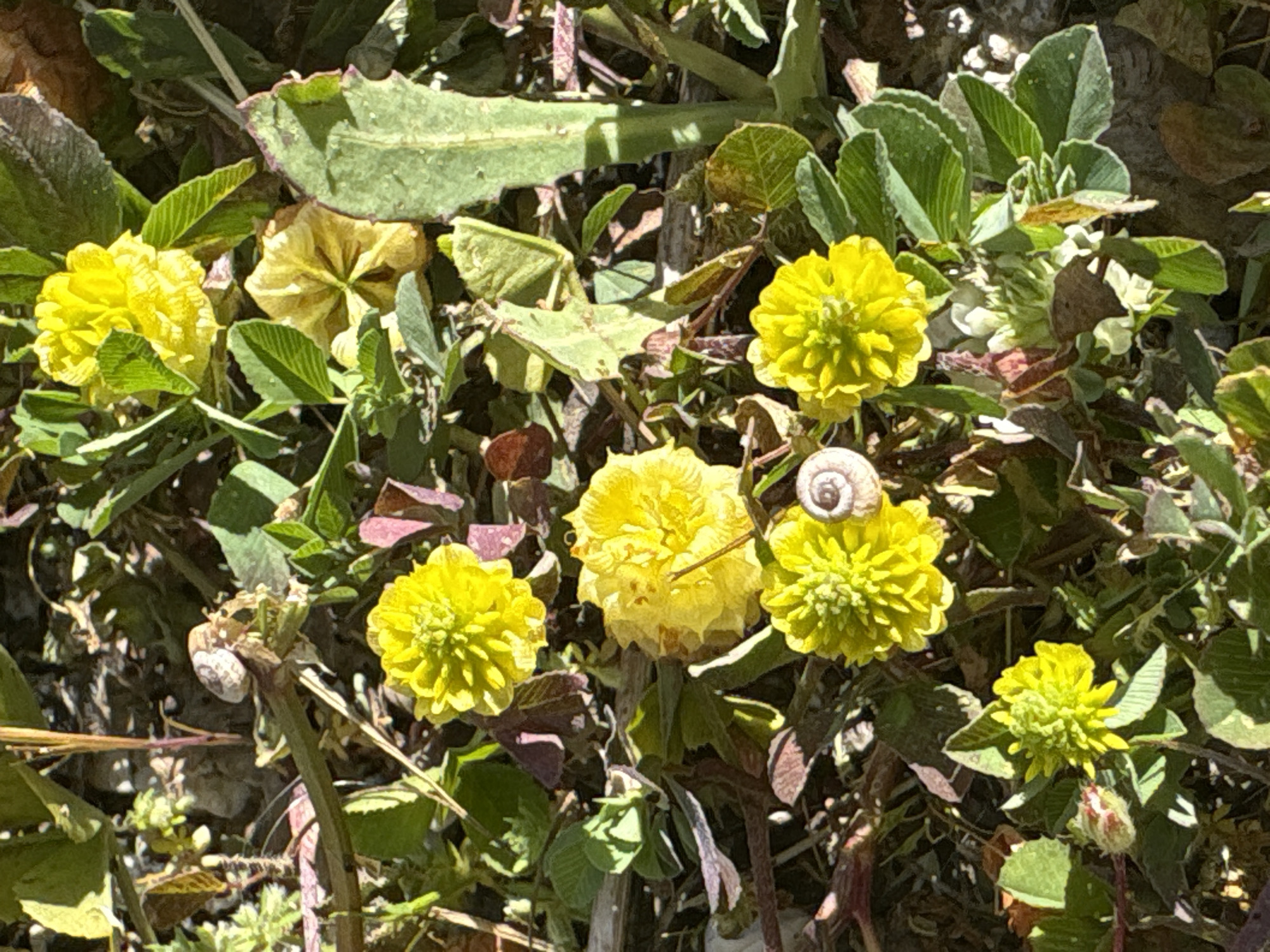 The image shows a cluster of yellow flowers growing amongst foliage in Bar, Montenegro. The flowers are tightly packed and spherical. There are six visible flower heads, one of which is spent and fading. Two small snails are present; one attached to the side of a flower, the other near a stem. The environment is ground level with dirt and other vegetation. The sunlight is strong, casting shadows.