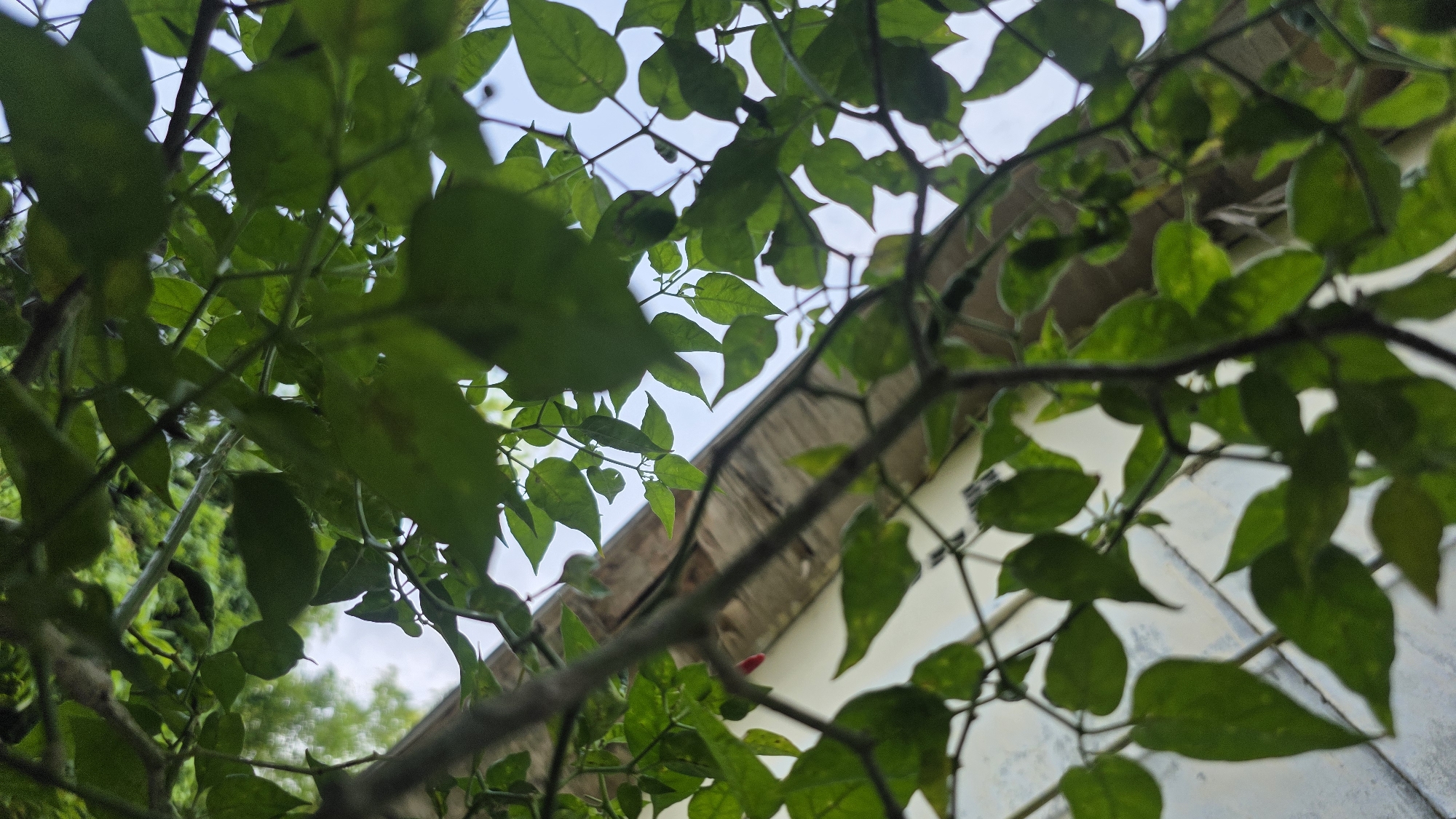 The image is a close-up, low-angle shot taken from beneath a leafy plant, possibly a vine or small tree. The green leaves are the primary focus, partially obscuring a section of a building with a weathered roofline. Patches of sky are visible through the foliage. The plant's stems are thin and dark, creating a network of lines. The scene has a natural, overgrown feel. Without additional context, the exact location in Lhokseumawe, Indonesia is not identifiable from the visual information.