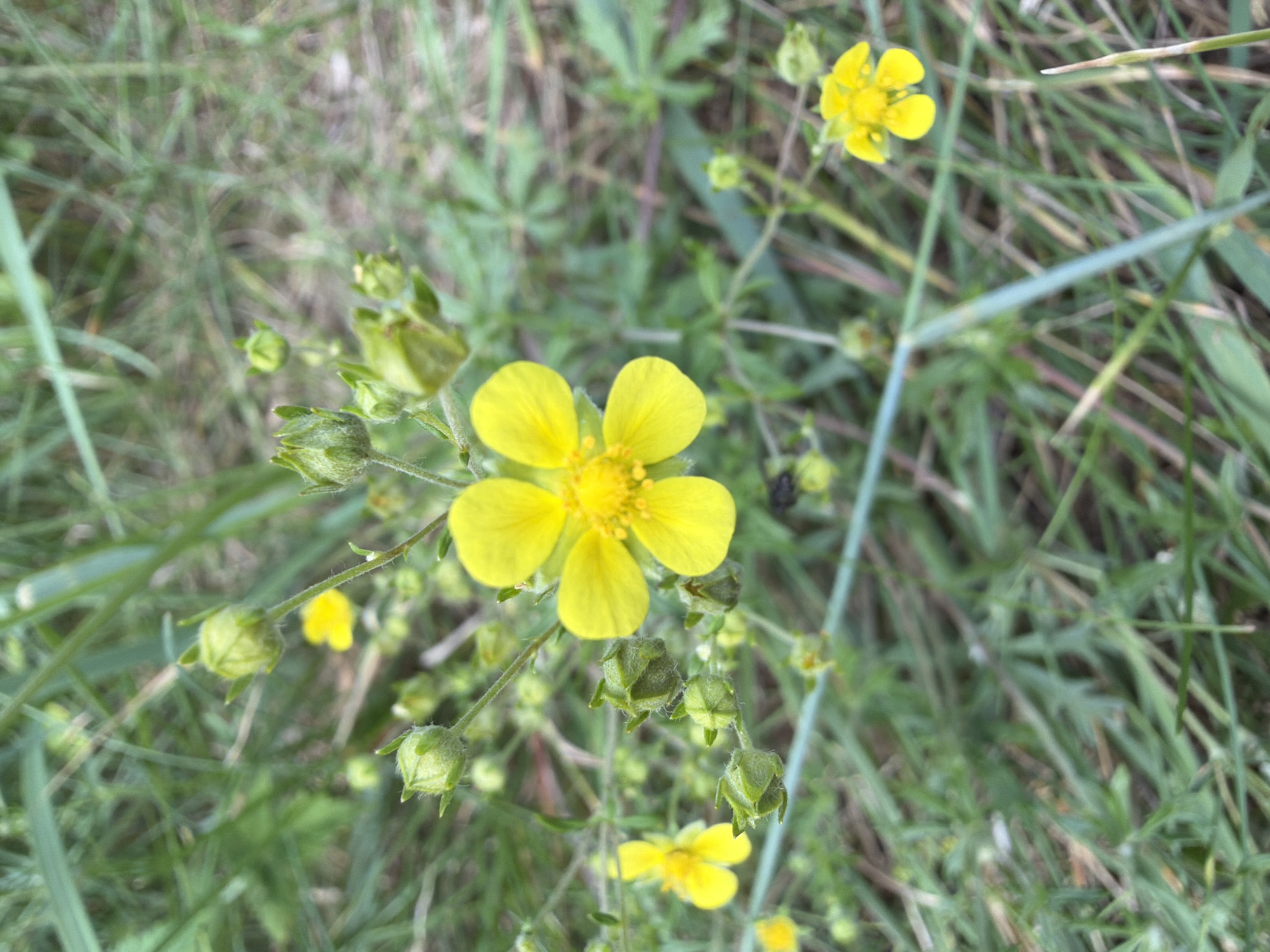 In Upeslejas, Latvia, a close-up, high-angle shot captures a cluster of small, yellow wildflowers with five petals each. The primary subject, a fully bloomed yellow flower, is centered, its petals slightly curved. Surrounding it are several unopened flower buds, each covered in fine green hairs, and other smaller, less distinct yellow flowers. The environment consists of a dense, green background of grass and foliage, with some dried brown blades interspersed, suggesting a natural outdoor setting. The lighting is natural and appears to be daylight, creating soft shadows.