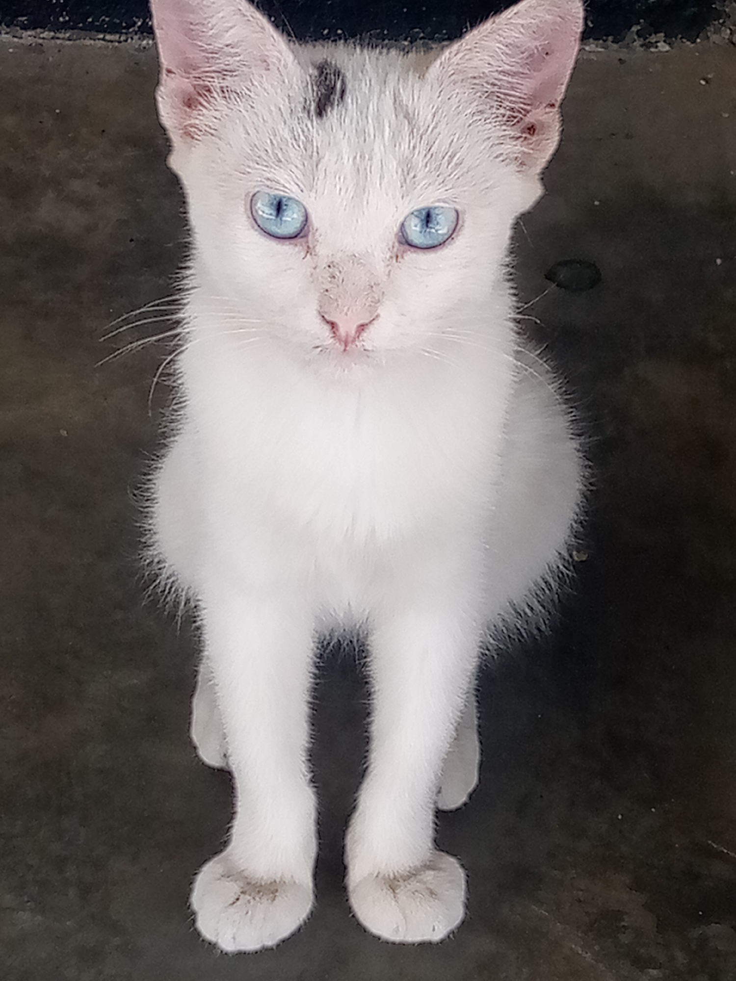 A small, mostly white cat, likely a kitten, is the central subject of the image, sitting upright and looking directly into the camera. Its most striking feature is its piercing bright blue eyes. A small patch of dark fur is visible on the top of its head, between its ears. The cat's fur, predominantly white, shows some areas of dirt or discolouration, particularly on its paws and around its nose. Its ears have visible reddish marks and small scabs, suggesting minor irritation or injuries.
The cat appears attentive and curious, with its gaze fixed on the viewer. It is positioned on a plain, dark-coloured surface, likely a concrete or tiled floor, which forms the simple background. There is no discernible activity other than the cat sitting and observing. The lighting is even and soft, without strong shadows, suggesting ambient daylight. No text is visible in the image. The setting is Las Guevaras, Venezuela.