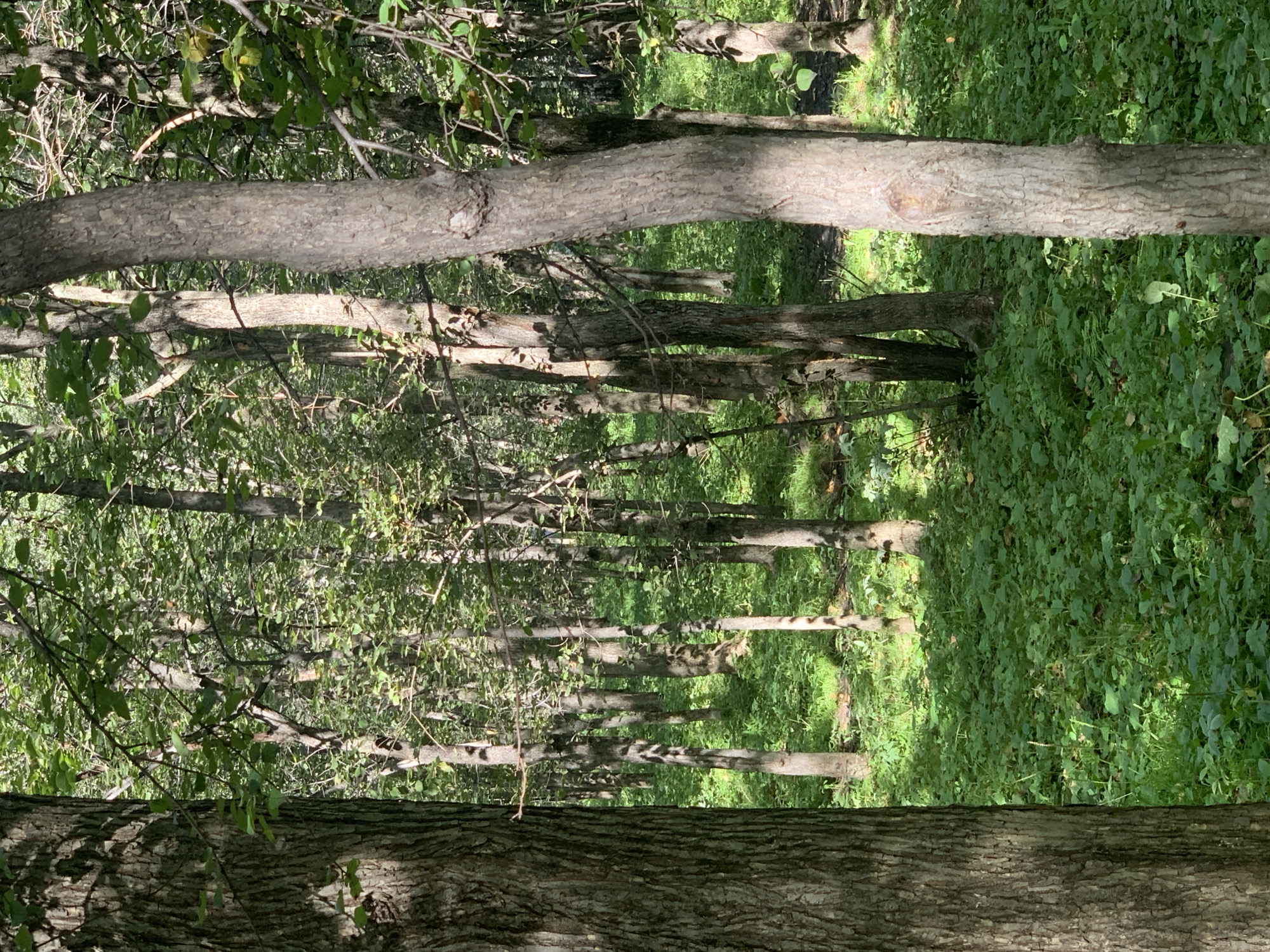 The image shows a forest floor covered in dense green foliage. Several tree trunks of varying thickness are visible, with the foreground dominated by a large, textured tree trunk on the left and a thinner, rough-barked tree trunk on the right. Sunlight filters through the canopy, creating dappled light and shadow patterns on the ground and tree trunks. The environment is a natural, undeveloped forest. There are no people or animals visible in the image. The location in Prokopyevsk, Russia, is not discernible from the visual information in the image.