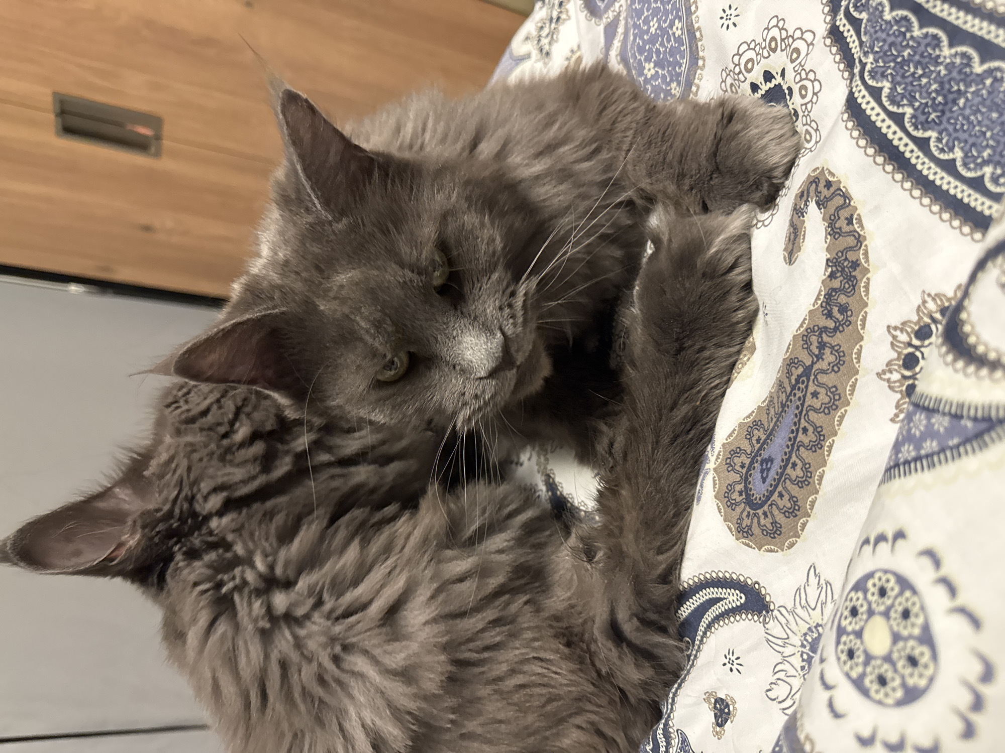 Two gray Maine Coon cats are resting on a bed with a patterned duvet cover. The cat in the foreground is looking down with its eyes partially closed, while the other cat is behind it, with its back to the camera. The duvet cover features a paisley pattern in shades of blue, brown, and white. The background is blurred and appears to be an indoor setting with wooden furniture. The image was taken in Gölbaşı, Turkey.