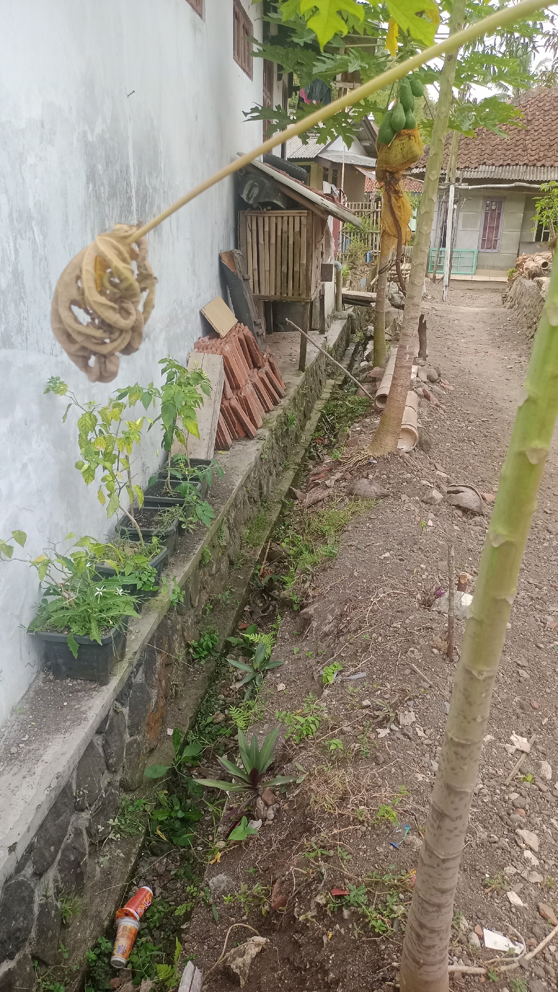 The image depicts an outdoor scene in Pakemitan, Indonesia, likely a residential area. In the foreground, a dirt path runs diagonally from right to left, bordered by a dry, overgrown ditch on the left. The ditch contains sparse vegetation, some debris, and a discarded orange and white can. Along the edge of the ditch, a low concrete wall supports a row of potted plants, including what appear to be chili plants and flowering plants.
Adjacent to the potted plants, a white wall of a building is visible. Hanging from a thin pole extending from the wall is a bundle of dried, brown leaves, possibly decorative or a component of a drying process. Further into the background, more buildings with tiled roofs are present, along with a wooden structure that might be a chicken coop or storage unit. A papaya tree with unripe green fruit is also a prominent feature, its trunk in the right foreground. The overall environment suggests a somewhat unkempt, but lived-in, outdoor space.