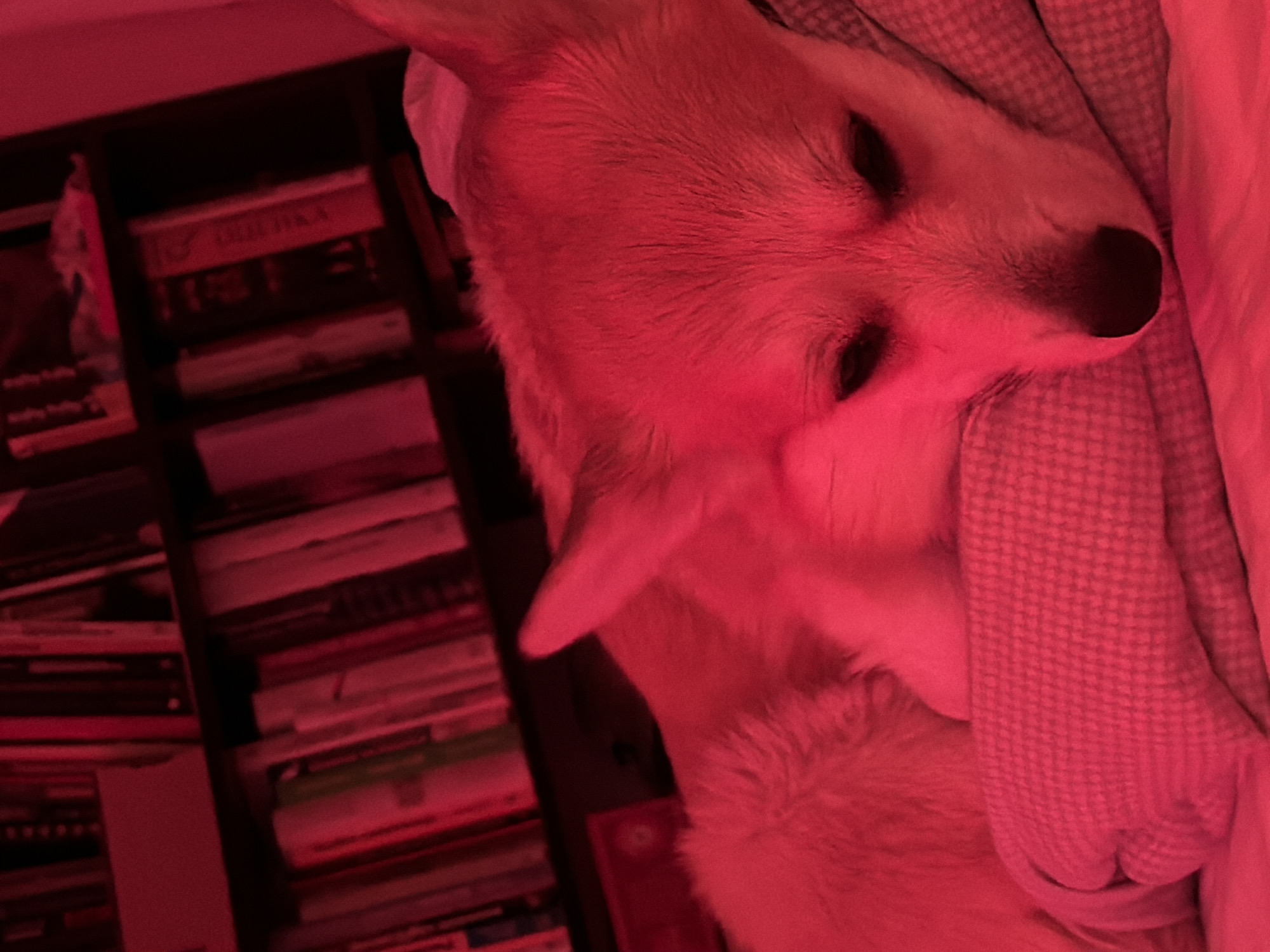 The image shows a dog sleeping on a patterned blanket. Next to the dog is a bookshelf filled with books. The image is strongly lit with a red light. The location is Chaikovsky, Russia.