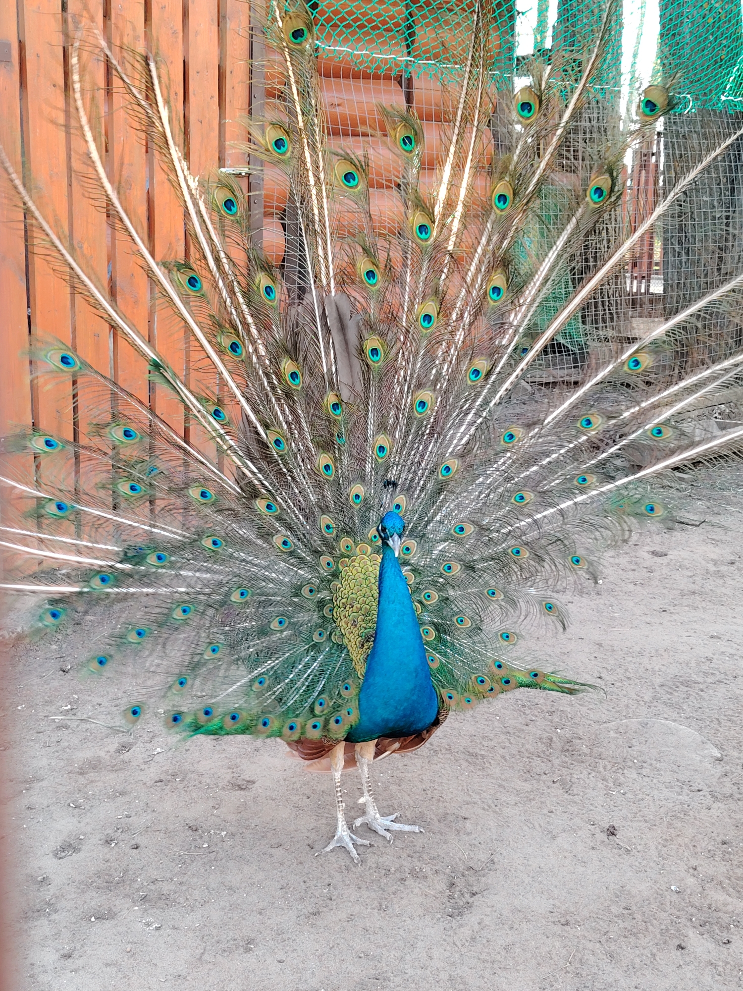 A peacock stands on light brown soil, fanning its plumage in a display. The bird has bright blue feathers on its chest and neck, and green feathers on its back, with tan and brown feathers around the legs. The plumage feathers extend outwards in a semi-circular shape, displaying green and blue eye-shaped patterns with tan filaments. Behind the peacock is an orange wooden fence, a section of green netting, and a wire fence. The image was taken in the city of Chaikovsky, Russia.