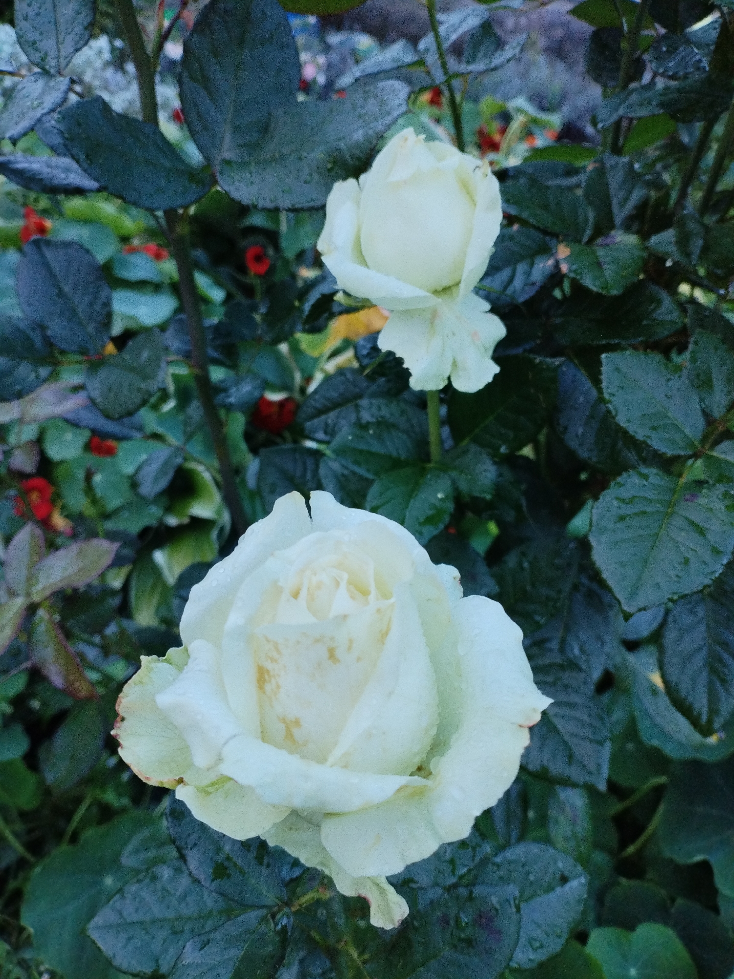 Two white roses with dew drops on their petals are in focus against a backdrop of dark green leaves and some out-of-focus red berries. The rose in the foreground is larger and more open, while the rose in the background is a tighter bud. The image is a close-up shot, suggesting it was taken in a garden or park setting. There is no indication of a specific location in Bialynichy, Belarus.