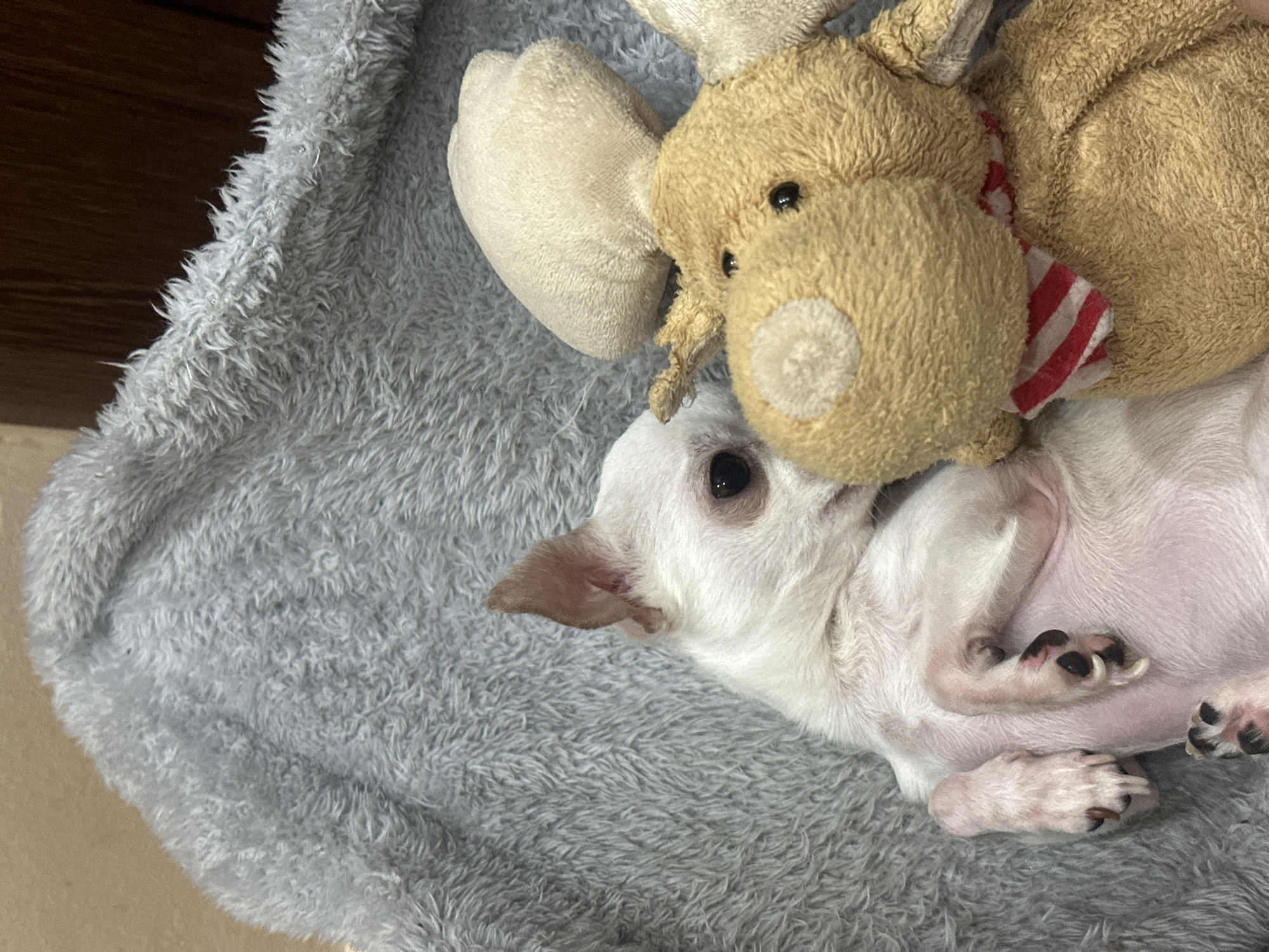 A white chihuahua is lying on a gray furry pet bed. A stuffed moose toy is lying on top of the dog. The moose has a red and white striped scarf. The dog's paws and claws are visible. The scene is indoors. The location is unknown and there is no information in the image to indicate that the image was taken in Sliven, Bulgaria.