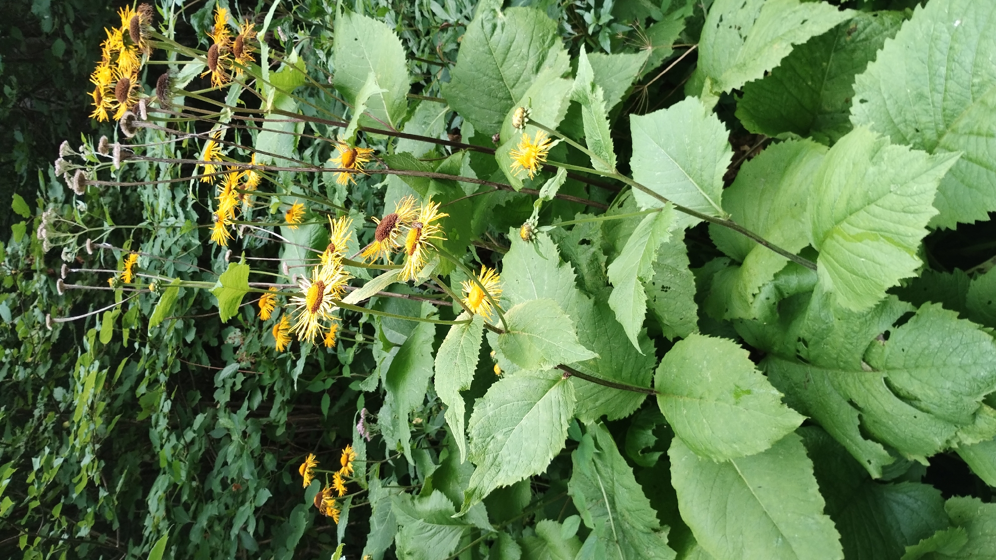 In the foreground, large, broad, deep green leaves with serrated edges are prominent. These leaves are wet, suggesting recent rain or dew. The stems of these plants are thick and dark. Scattered amongst these large leaves are clusters of bright yellow flowers with ray florets resembling thin petals. Some of these flowers have brown centers. Behind these, taller plants with thin, spindly stalks rise up, some topped with small, unopened buds or dried seed heads that are greyish-brown. The background is filled with more dense, dark green foliage, creating a wild, overgrown appearance. The scene is an outdoor environment, likely a natural setting within a wooded area or overgrown garden. There are no people or animals visible in the image. The lighting is diffused, indicating an overcast day or shade.