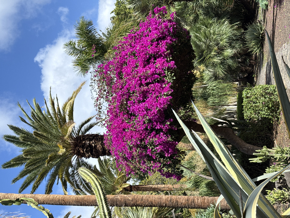 This image captures a lush botanical garden or park scene within Santa Cruz De Tenerife, Spain, under a bright blue sky with scattered white clouds. The dominant feature is a large, meticulously shaped bougainvillea bush, dense with vibrant magenta flowers, positioned centrally in the mid-ground. To the left, a tall palm tree with a thick, textured brown trunk extends vertically, partially obscuring a segmented green cactus. Another prominent palm tree with widespread green fronds is visible in the upper center. In the foreground, two broad-leaved agave plants with distinctive green and yellow-green stripes angle upwards from the lower left. The ground is covered with various smaller tropical plants, including spiky succulents. A trimmed, square-shaped green hedge is situated in the mid-ground to the left of a winding, light-colored paved pathway. Additional diverse tropical foliage, including fan palms, fills the background. The scene is brightly illuminated by natural daylight; no people are visible, and no specific actions or interactions are depicted.