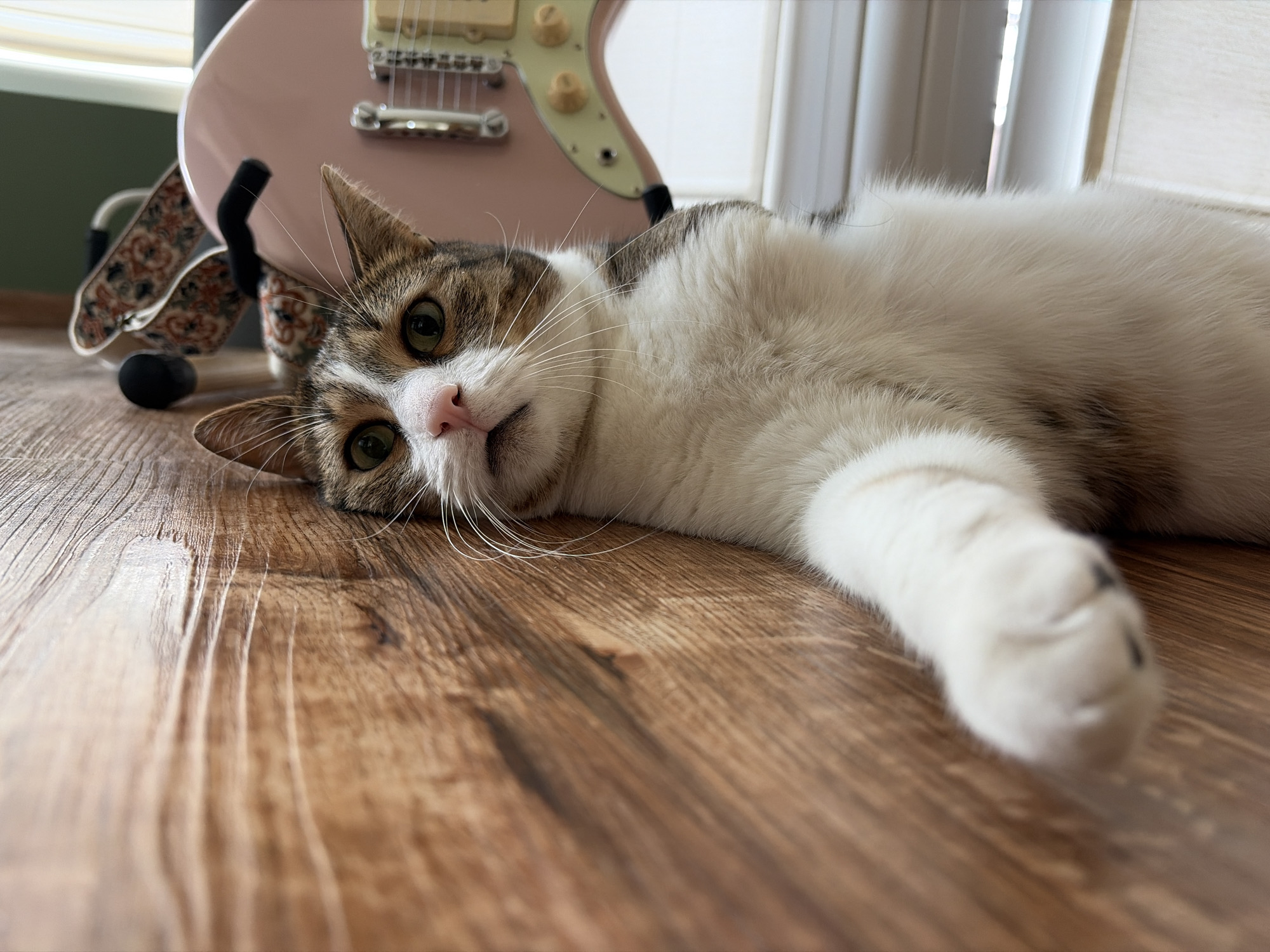 A tabby and white cat is lying on its side on a wooden floor, with its head resting on the floor and its body extended towards the right of the frame. The cat's eyes are open and looking forward. In the background, a pink electric guitar on a stand is visible. The scene is lit by natural light coming from the right side of the image, through what appears to be a window with blinds. The floor has a wood grain pattern.