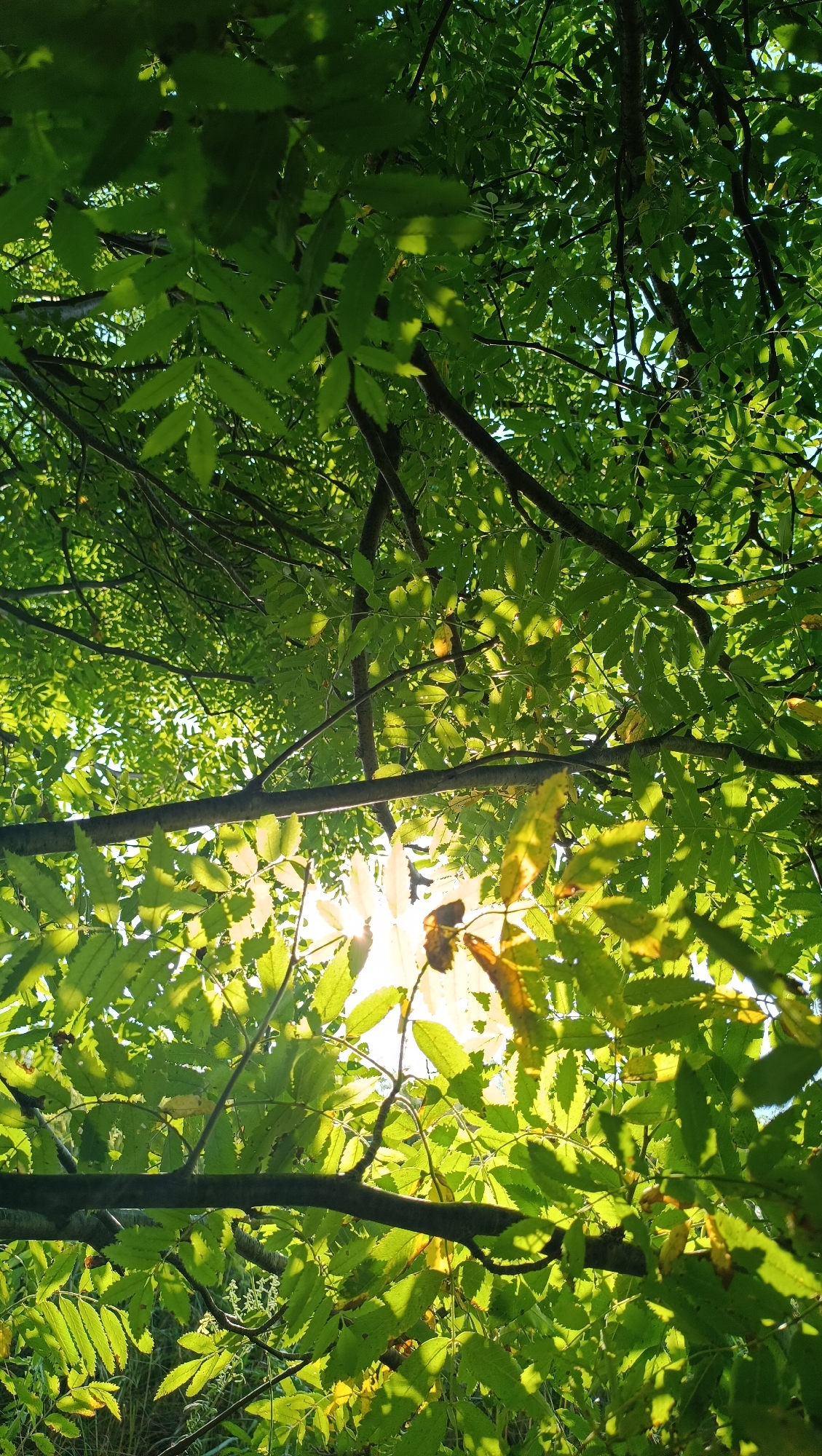 A low-angle shot looks up through the branches and lush green leaves of a tree. Sunlight streams through the canopy, creating dappled light and casting shadows. The leaves are a vibrant green, with some showing hints of yellow, suggesting it might be late summer or early autumn. The branches are dark brown and appear to be part of a mature tree. The background is a blur of green foliage and bright sky. This image was captured in Karsha, Russia. There are no people or animals visible in this image.