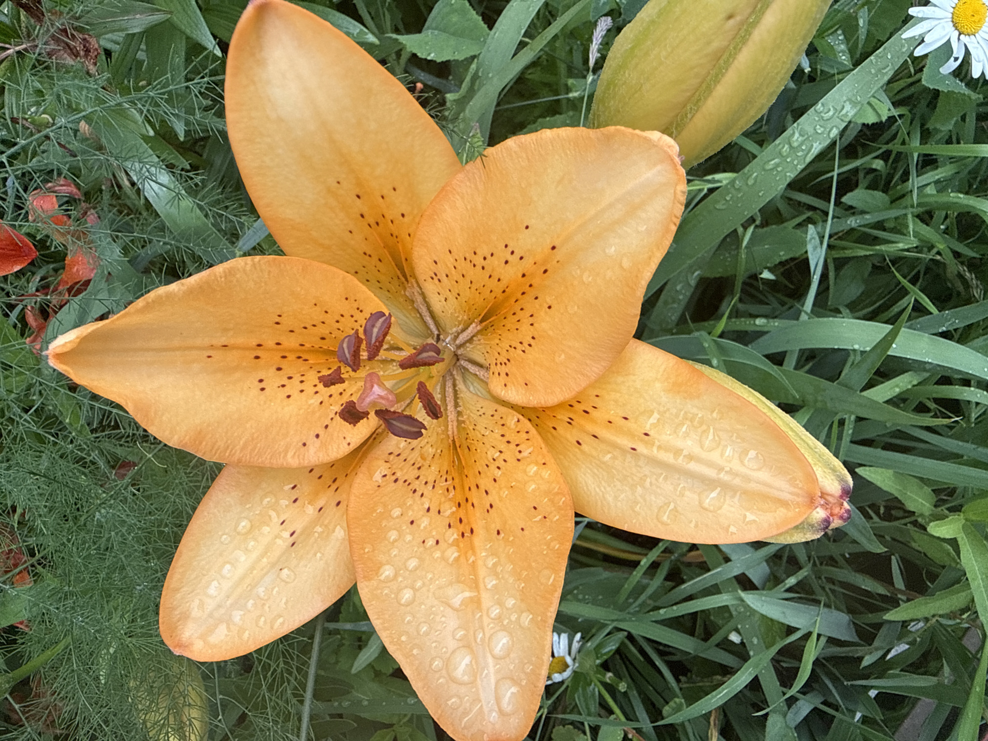 A close-up, overhead shot showcases a vibrant orange lily in full bloom, its petals speckled with dark spots and adorned with numerous water droplets, suggesting recent rain or dew. The lily is the primary subject, its six large, curved petals radiating from the center, where dark brown stamens and pistils are visible. The flower is positioned amidst lush green foliage, which includes long, blade-like leaves and finer, feathery greenery. To the upper right, a small white daisy with a yellow center peeks out from the green backdrop. The scene is outdoors, likely in a garden, given the presence of multiple flowering plants and varied greenery. The lighting appears soft, consistent with an overcast day or early morning. The water droplets on the lily and leaves suggest a natural, humid environment. No people or text are present in the image. The overall impression is one of natural beauty and freshness.