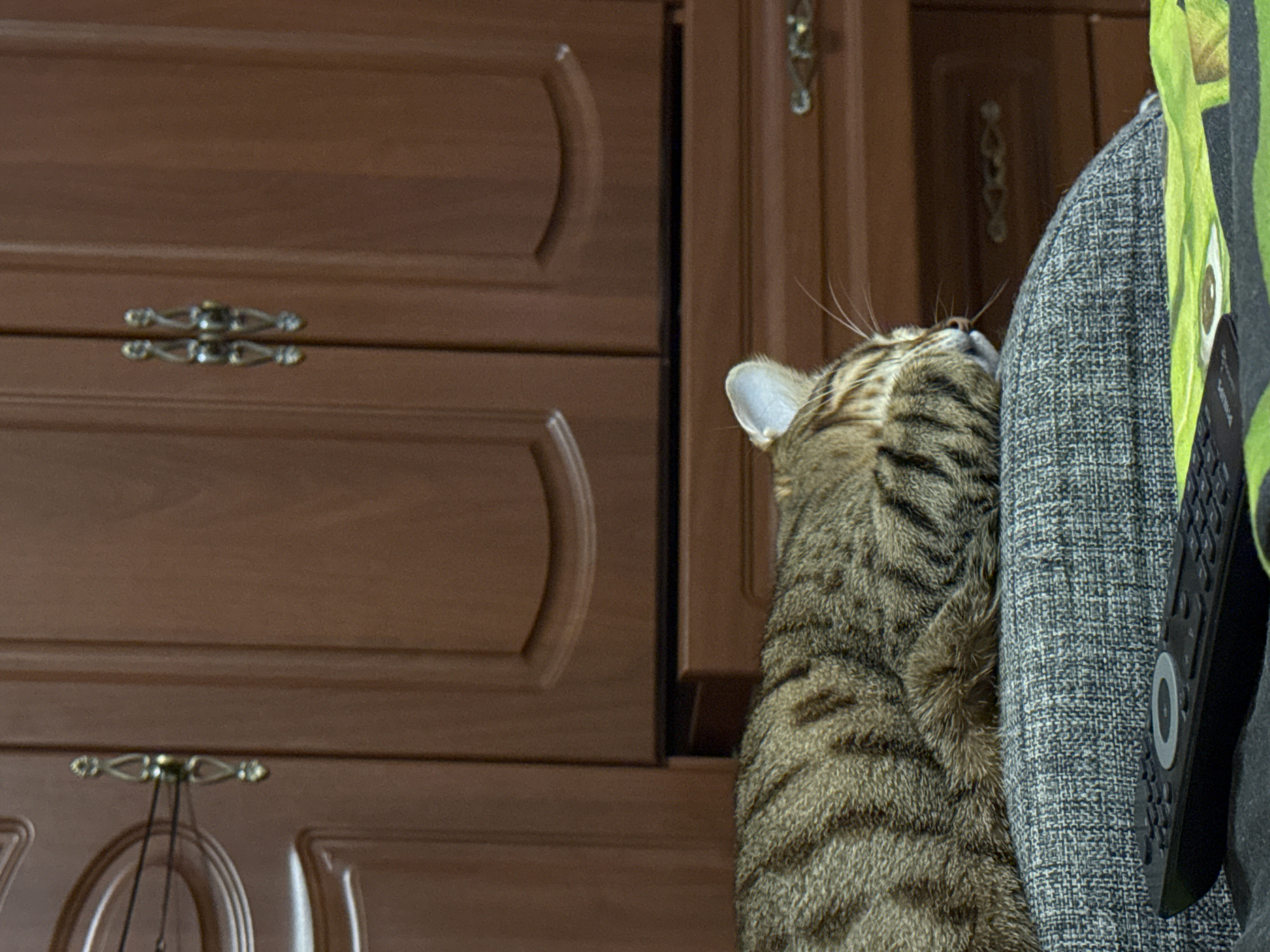 The image shows a domestic cat with brown and black stripes, its head tilted upwards. The cat is positioned next to a gray upholstered object, possibly a piece of furniture. A black remote control is partially visible on the right side of the gray object. In the background, there are wooden cabinets with handles. The specific location in Izhevsk, Russia is not identifiable from the image.