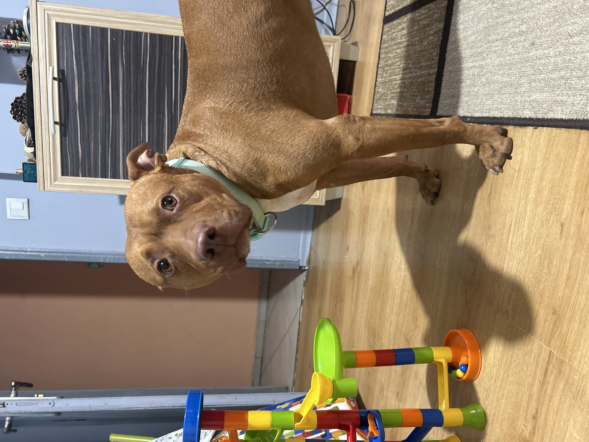 A medium shot of a brown, short-haired dog standing on a wooden floor in a room. The dog is wearing a light green collar and looking directly at the camera. In the foreground is a colorful toy marble run. Behind the dog, to the left, is a light blue wall and a cabinet with a wooden frame and a black and gray striped door. On top of the cabinet are various decorations. To the right of the dog is a section of a rug with neutral tones and geometric patterns. The room appears to be indoors and well-lit.
