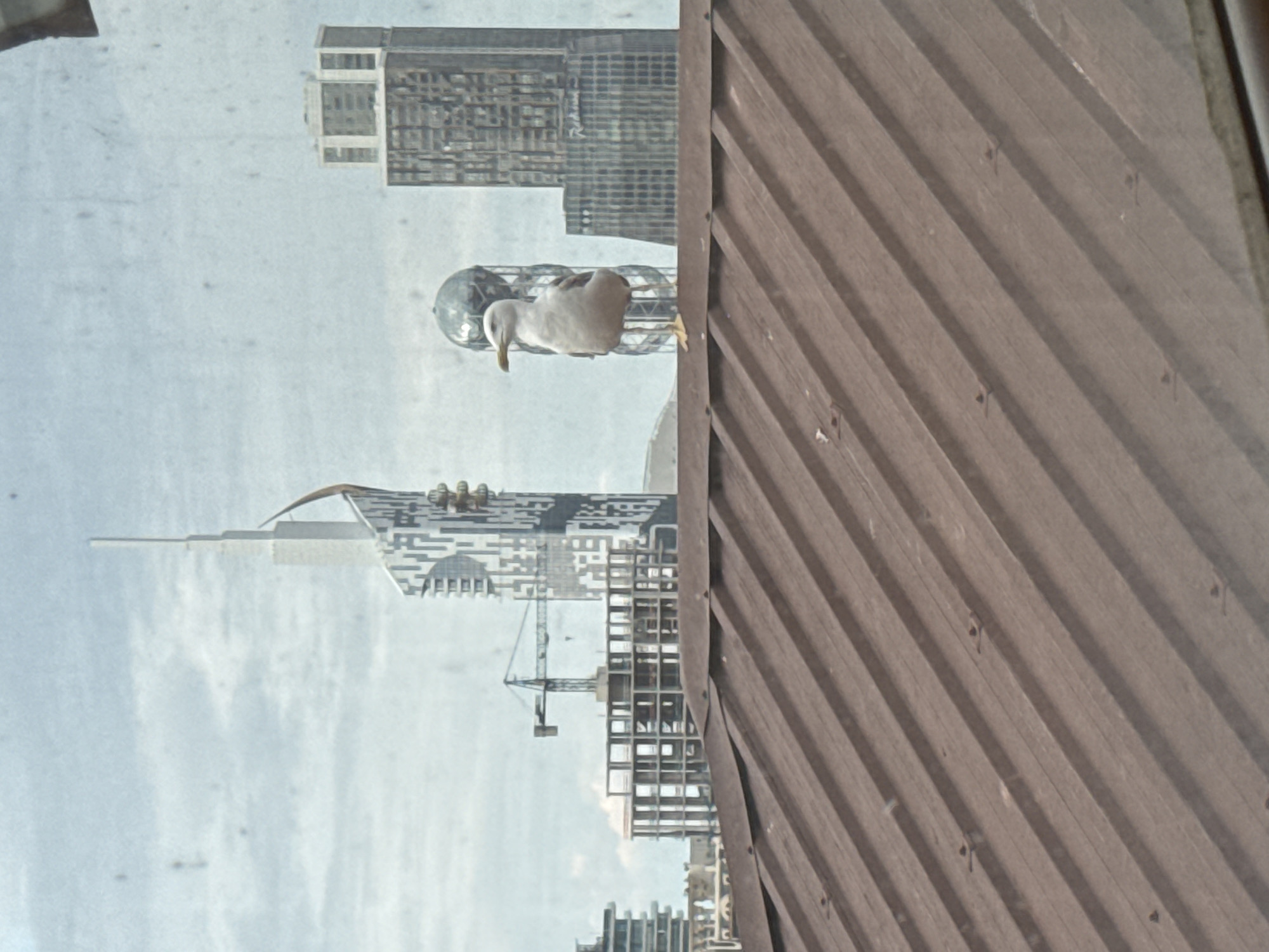 A seagull stands on a reddish-brown corrugated metal roof in the foreground. In the background, the Batumi skyline is visible, featuring several modern skyscrapers. To the left, a white skyscraper with a pointed top and a curved element on its side stands out. Next to it, a construction crane hovers over a building skeleton. In the center background, a spherical, glass-like structure is prominent, with a tall, rectangular skyscraper to its right. The sky is overcast with light clouds.