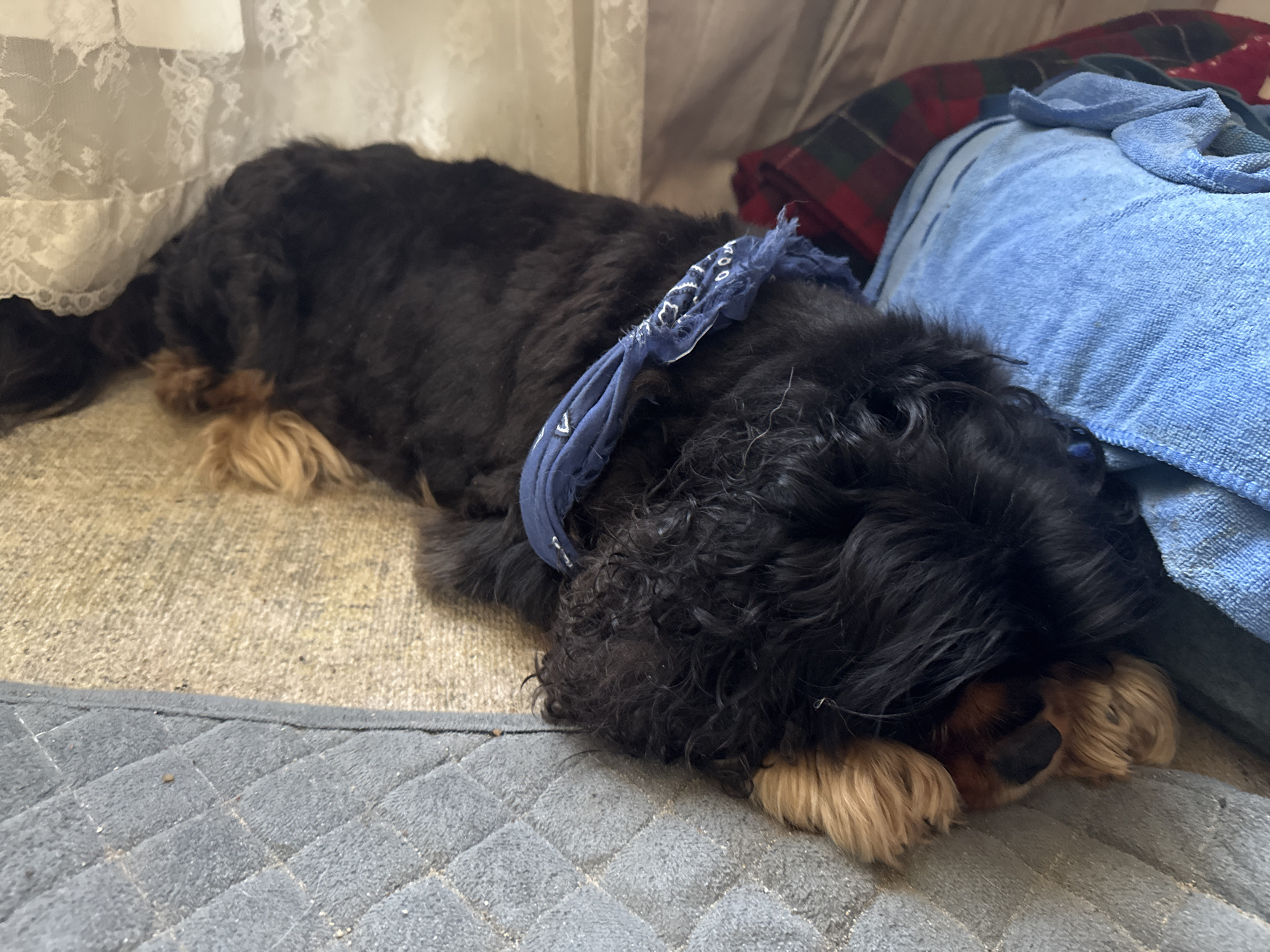 A medium-sized black and tan dog with a blue bandana tied around its neck is sleeping on a textured surface. The dog is curled up, with its head resting on its paws. To the right of the dog, there are blue and red plaid blankets and a blue towel. To the left, a white lace curtain is visible. The scene appears to be indoors, possibly in a living room or bedroom. The lighting is soft, suggesting natural light from a window. The focus is on the dog, which is the primary subject.