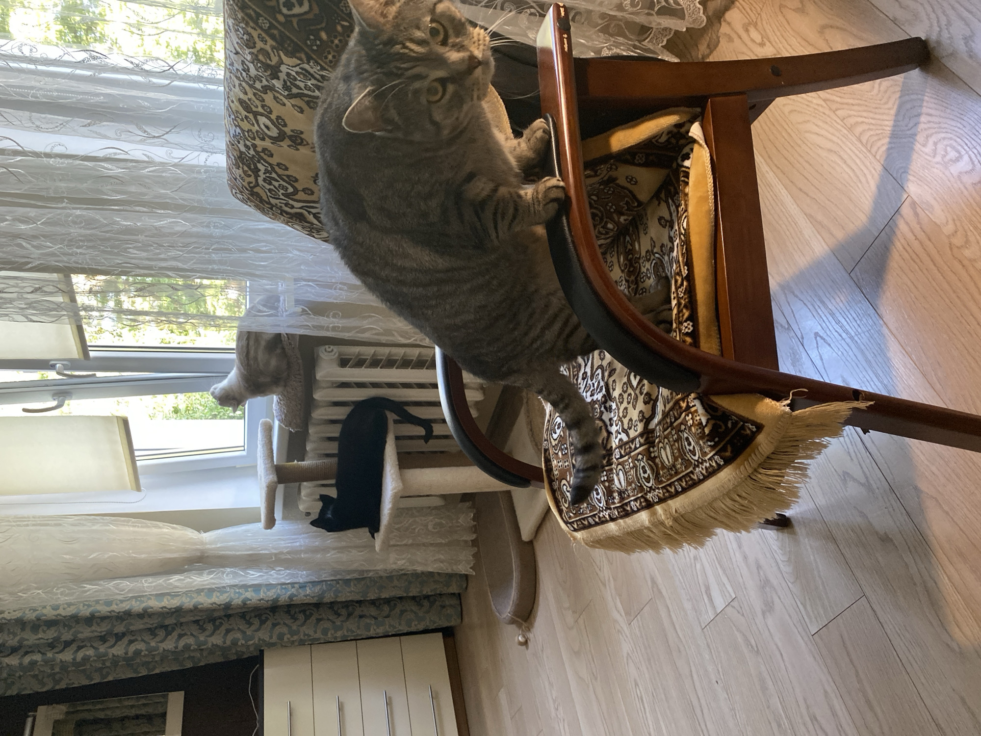 In a room with light-colored wooden floors, a tabby cat is perched on an ornate chair with a dark wooden frame. The chair is covered with a patterned fabric and a fringed throw. Behind the chair, a window with sheer curtains lets in natural light. To the left of the window is a radiator with a black cat lying on top of a multi-level cat tree. Further to the left is a white dresser. A beige cat bed is on the floor in the foreground. The scene appears to be an interior domestic setting.