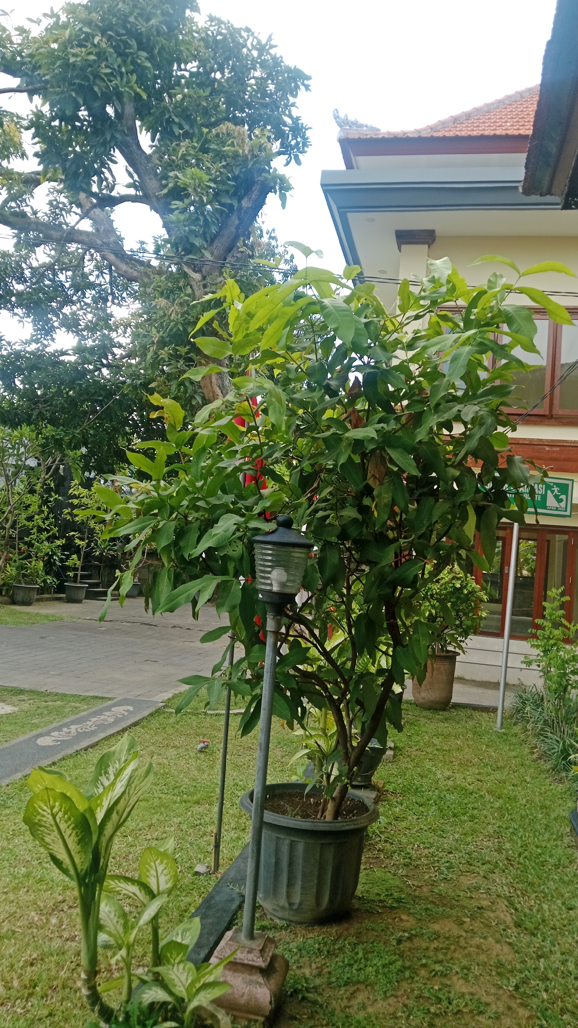 The image depicts an outdoor scene, likely in Denpasar, Indonesia, with a focus on lush greenery and architectural elements. In the foreground, a potted plant with broad, variegated green and white leaves stands on a patch of vibrant green grass. To the right, a tall, slender tree with dense, dark green foliage dominates the mid-ground. A black outdoor lamp with a glass casing is mounted on a metal pole positioned in front of this tree. Beyond the tree, a building with a red-tiled roof and light-colored walls is visible. The building features dark-framed windows and a visible red door. A green exit sign is mounted on the wall of the building. In the background, a large, mature tree with a thick trunk and numerous branches covered in green leaves adds to the natural ambiance. The ground is a mix of paved pathways and well-maintained grass. The sky appears overcast.