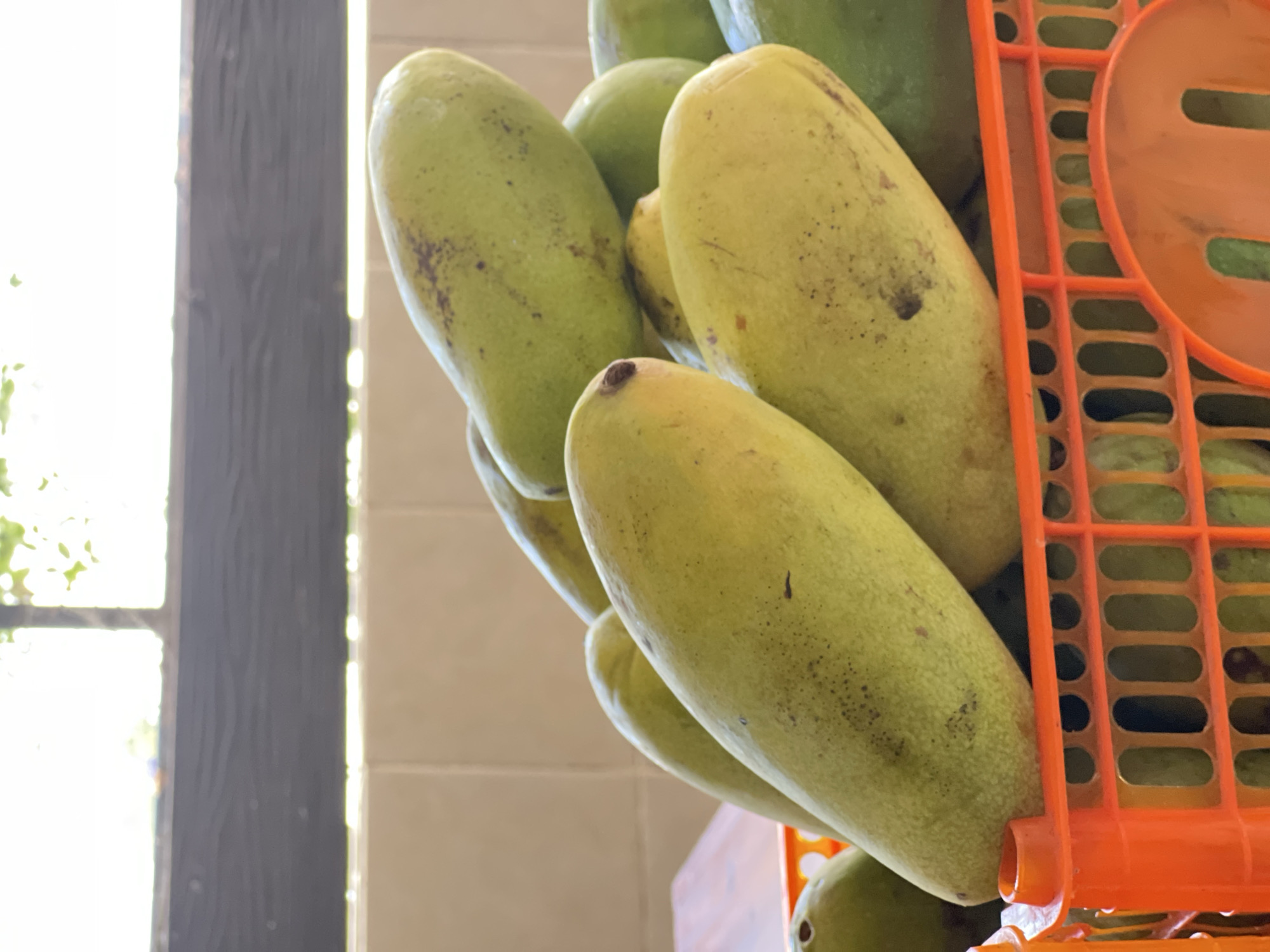 In Kuta, Indonesia, a close-up shot shows a pile of unripe green mangoes overflowing from an orange plastic crate. The mangoes are elongated and oval-shaped, with some exhibiting small dark spots on their skin. The crate itself has a grid-like structure with oval openings, and its bright orange color contrasts with the muted green of the fruit. In the background, a tiled wall and a blurred window with sunlight streaming through suggest an indoor setting, possibly a market stall or a kitchen. The overall impression is one of fresh produce, ready for consumption or sale.