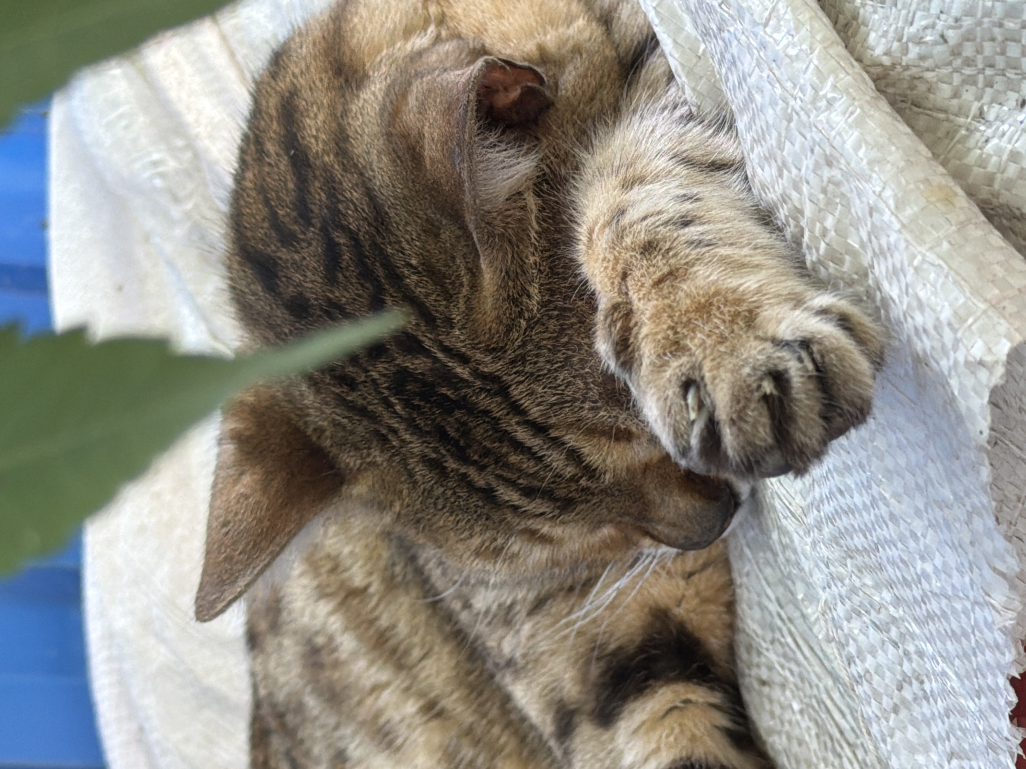 A tabby cat is sleeping on a white, woven material. The cat is curled up, with its head tucked under its paw. Its fur is striped with brown and black. The white material appears to be a bag, possibly made of burlap or a similar material, and it is slightly wrinkled and creased, suggesting it is soft and yielding. In the background, out of focus, there is a hint of blue, possibly a surface or object. A green leaf or plant is visible in the foreground, partially obscuring the cat. The lighting suggests it is daytime, and the setting appears to be outdoors or in a place with natural light. The cat looks very relaxed and peaceful, in a deep sleep. There is no visible text in the image. The location context is Orenburg, Russia.